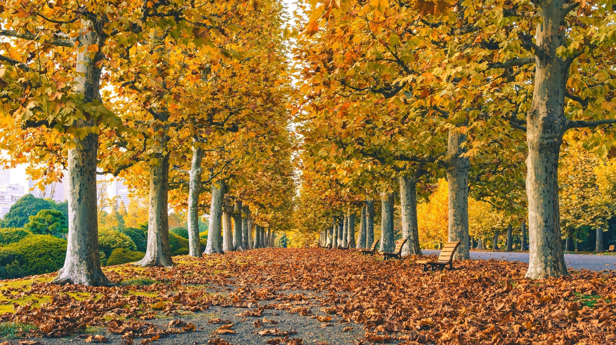 blätter bäume park gras straße farben herbst zu fuß hdr natur bank bank