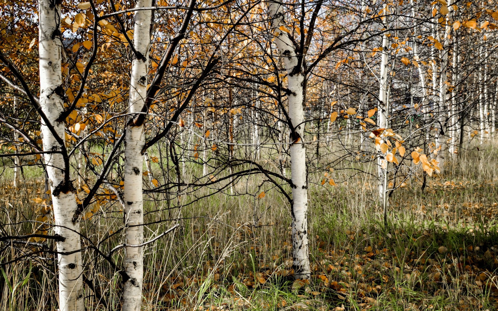 foresta natura