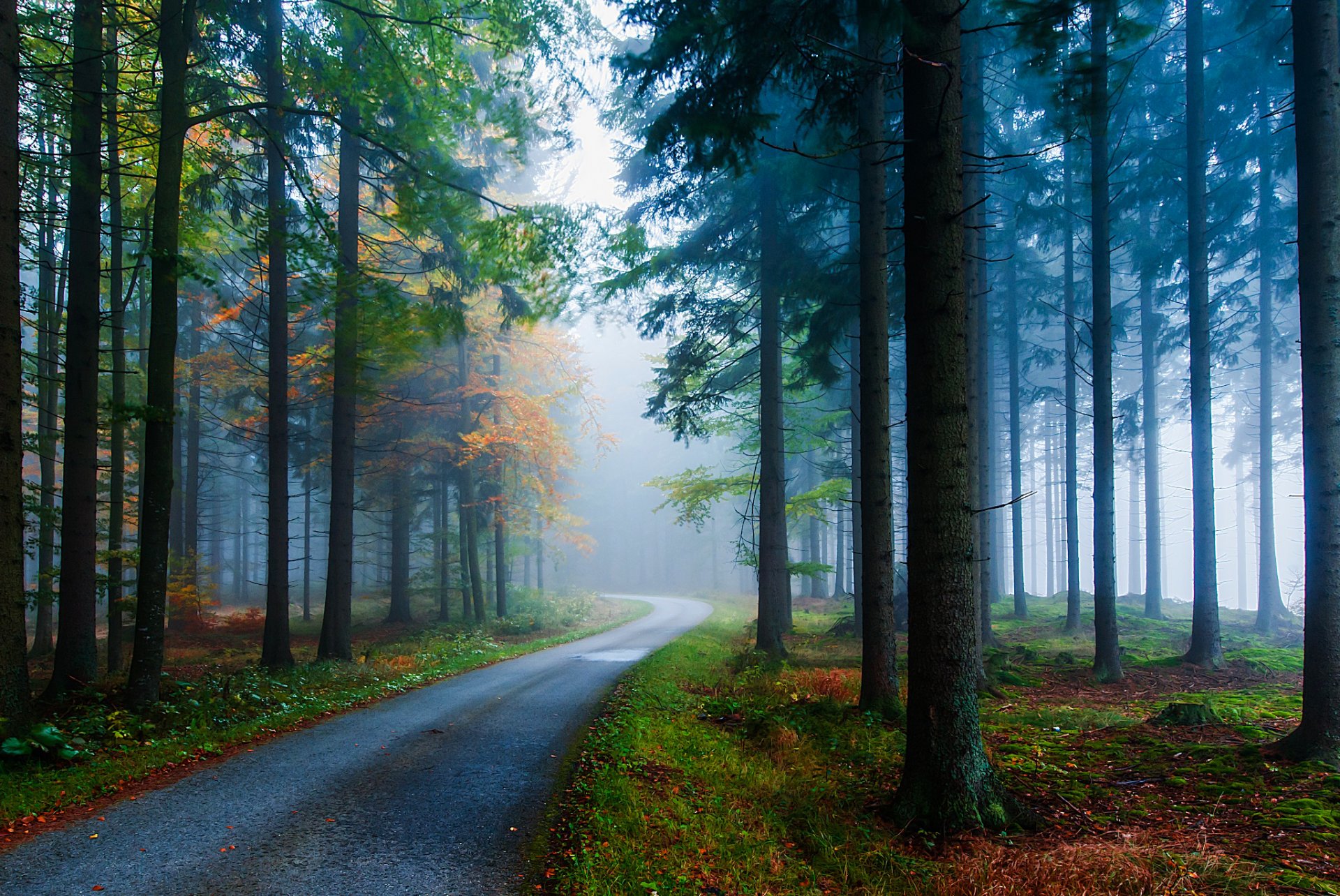 forêt aiguilles épinettes route brouillard arbres troncs automne nature