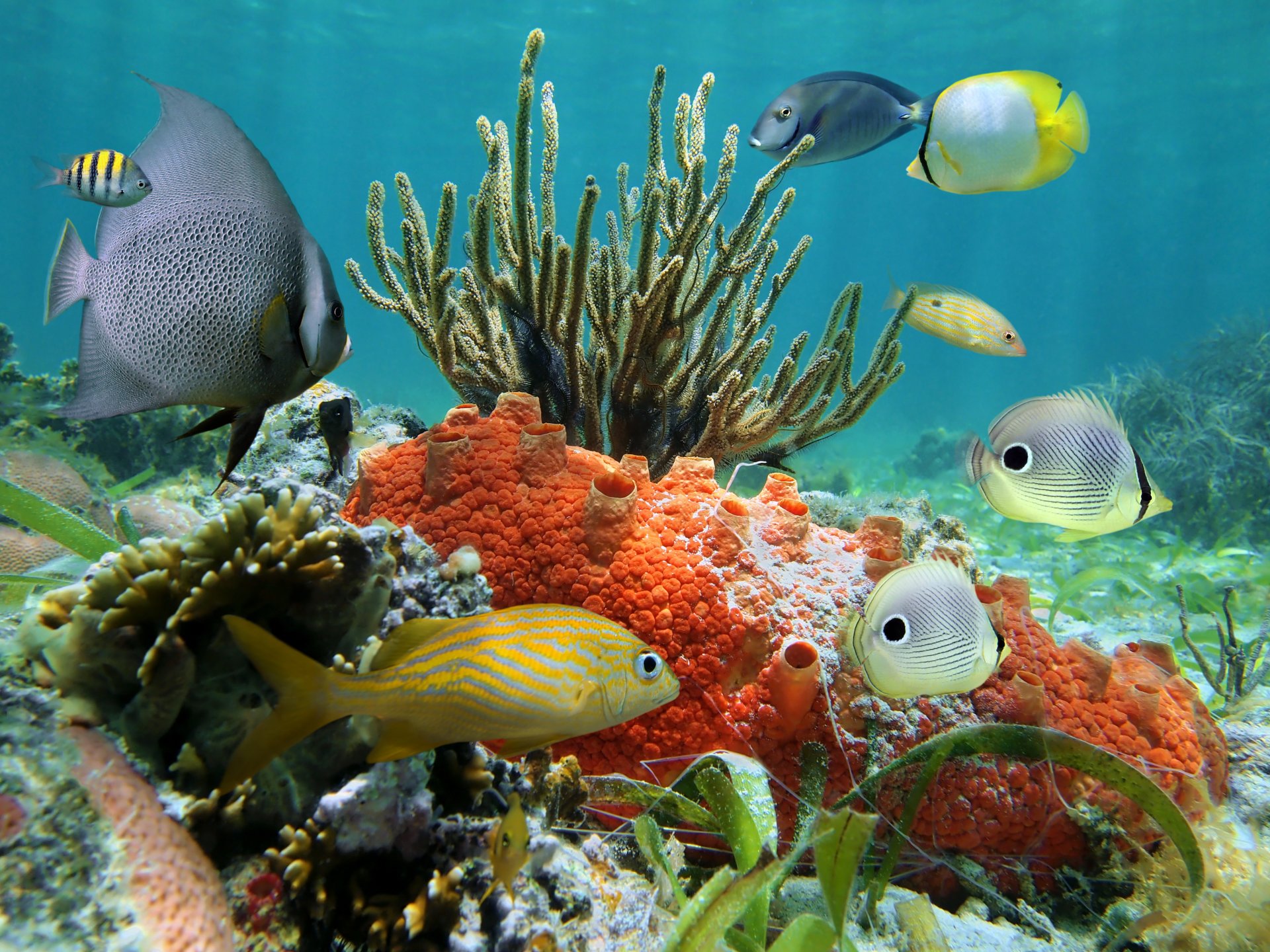 tropical corail récif eau océan monde sous-marin récif de corail poissons