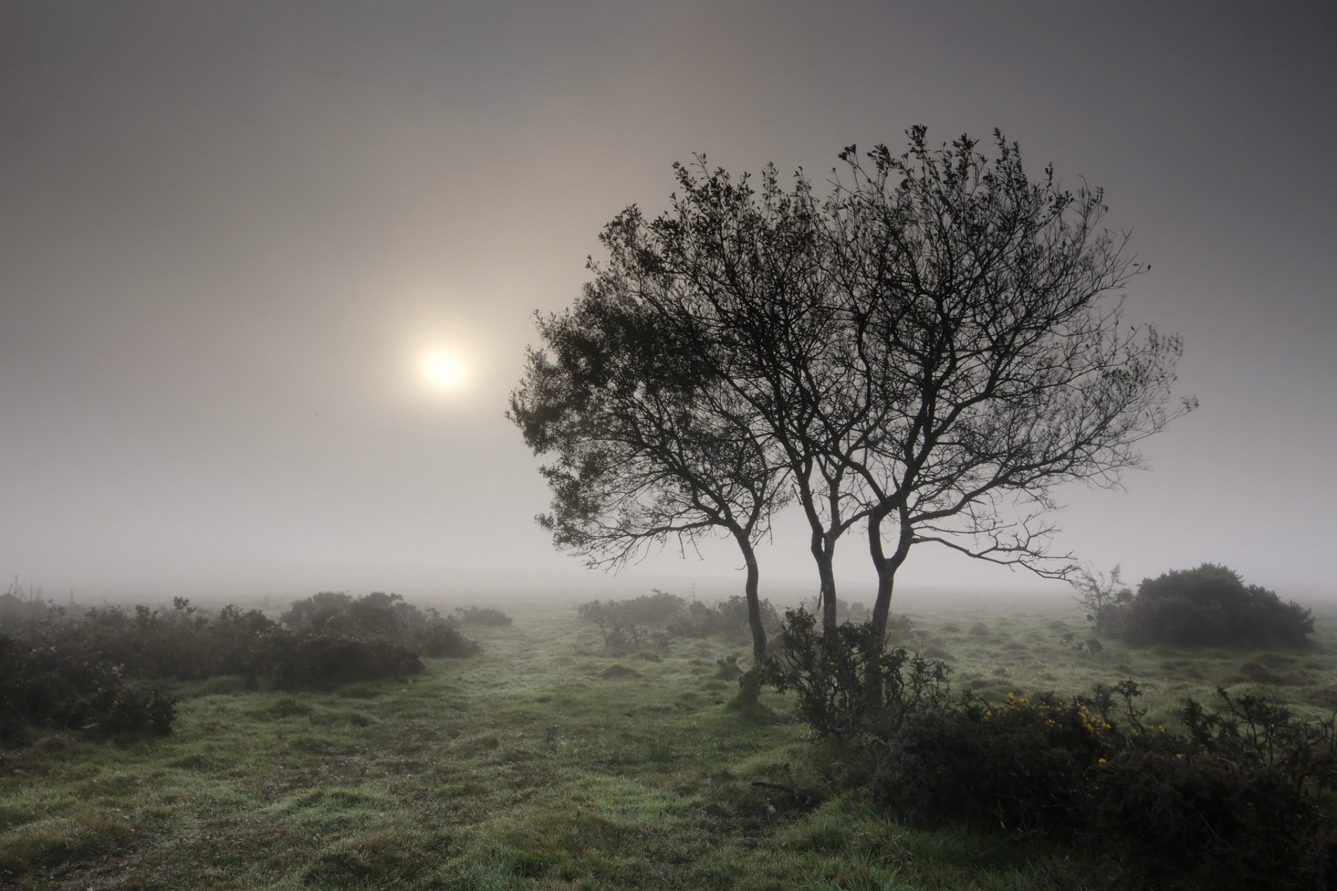 bäume sträucher gras nebel morgen sommer