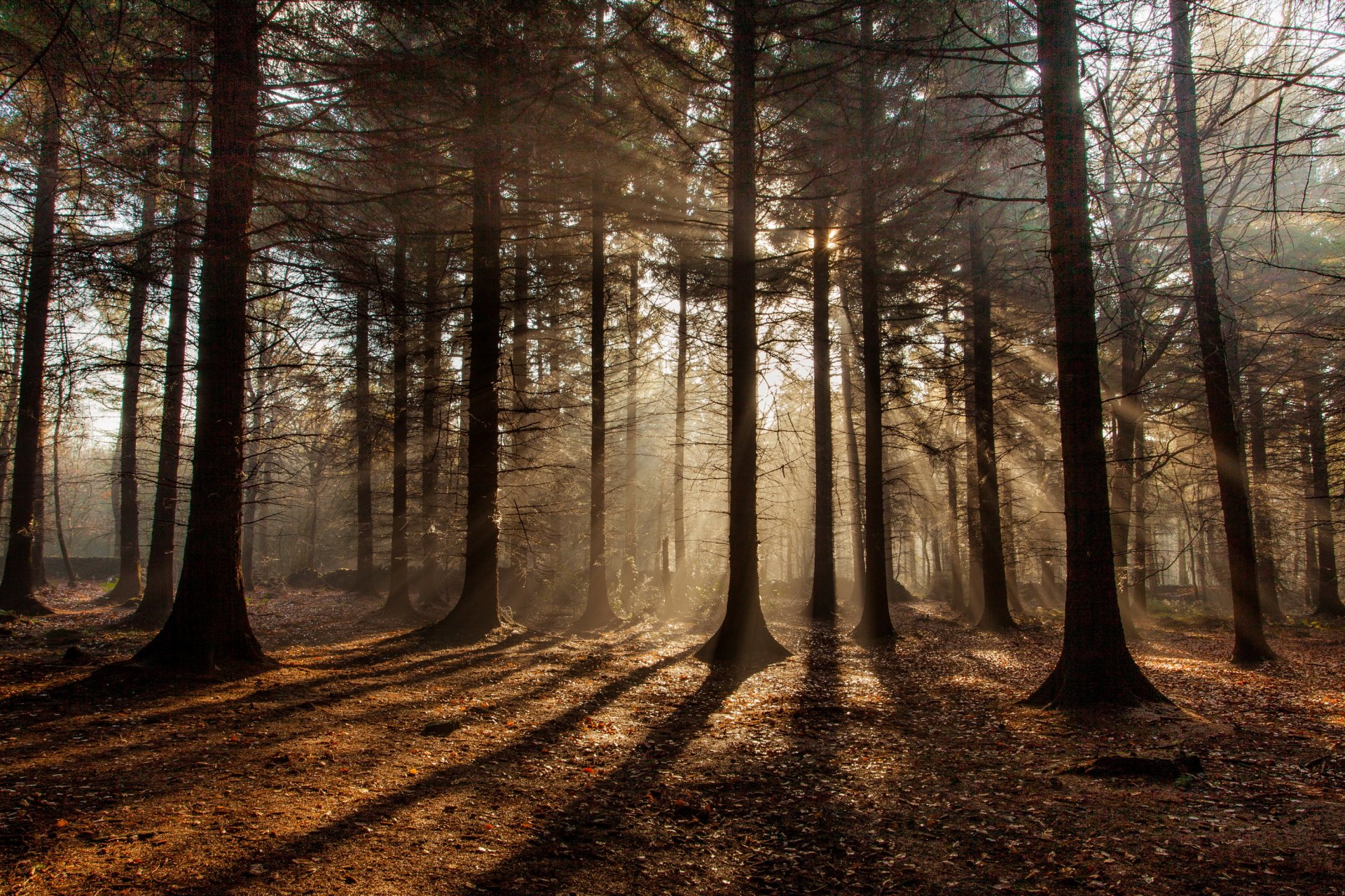 forêt automne soleil rayons ombres