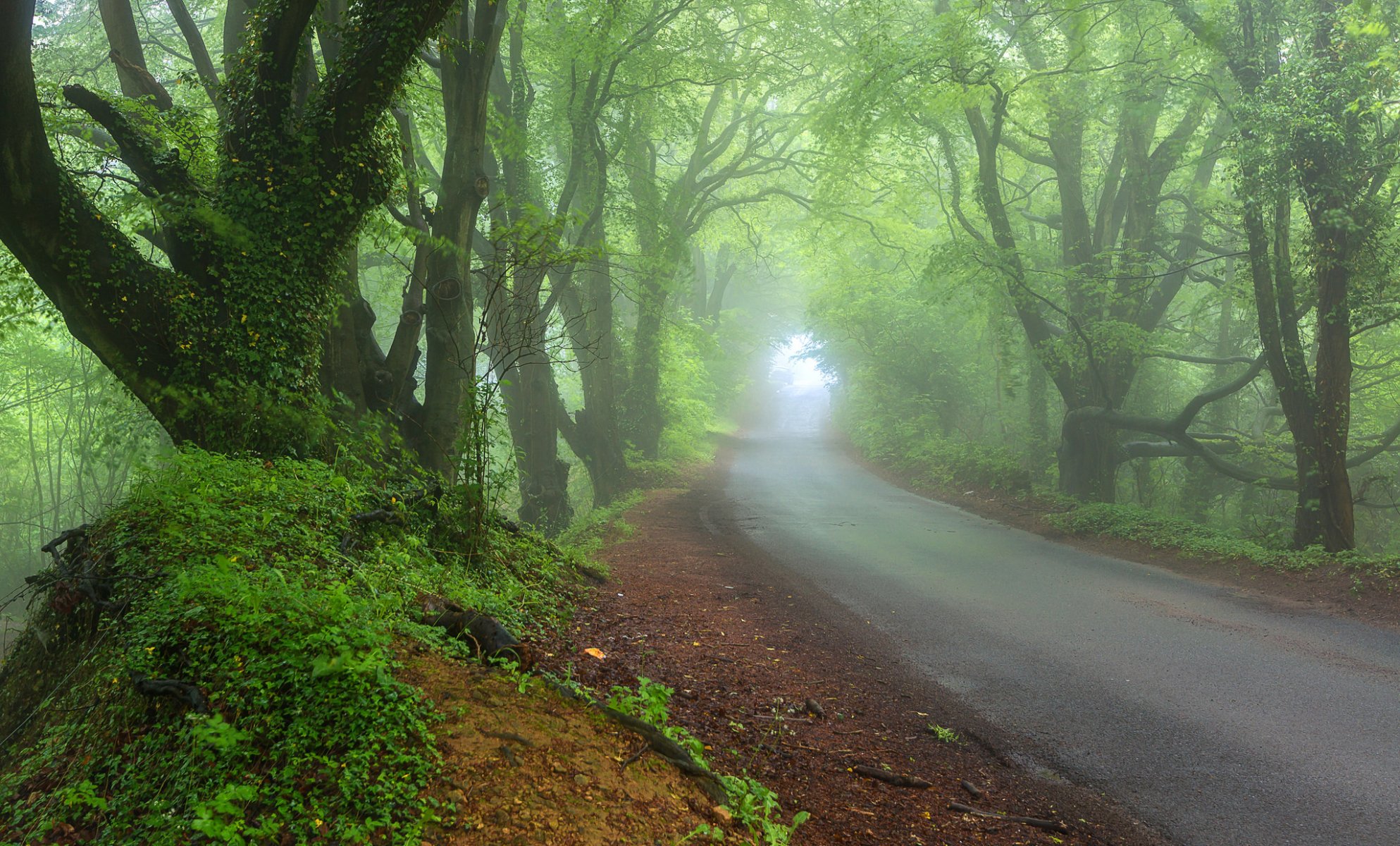 natur frühling wald straße nebel dunst