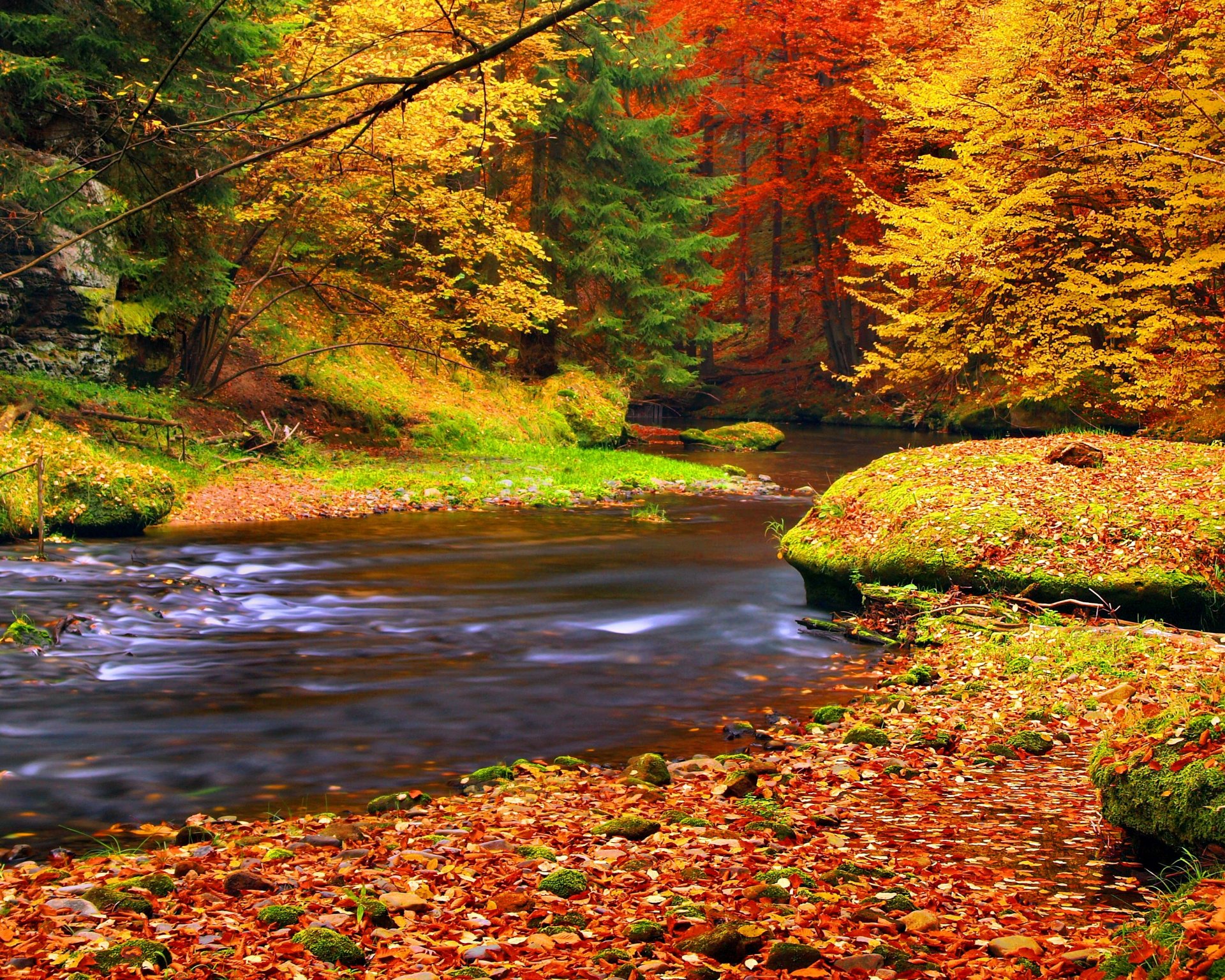 autumn leaves forest river