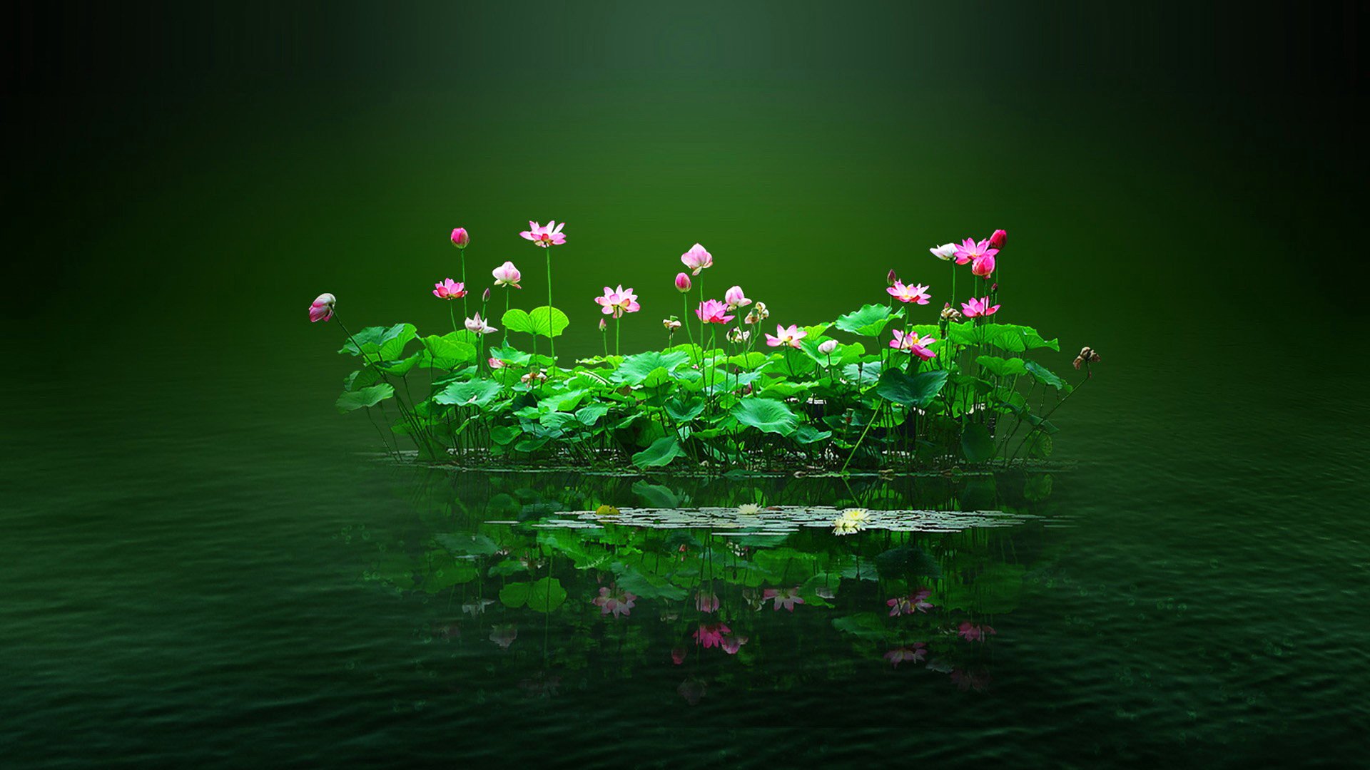 acqua stagno fiori foglie isolotto