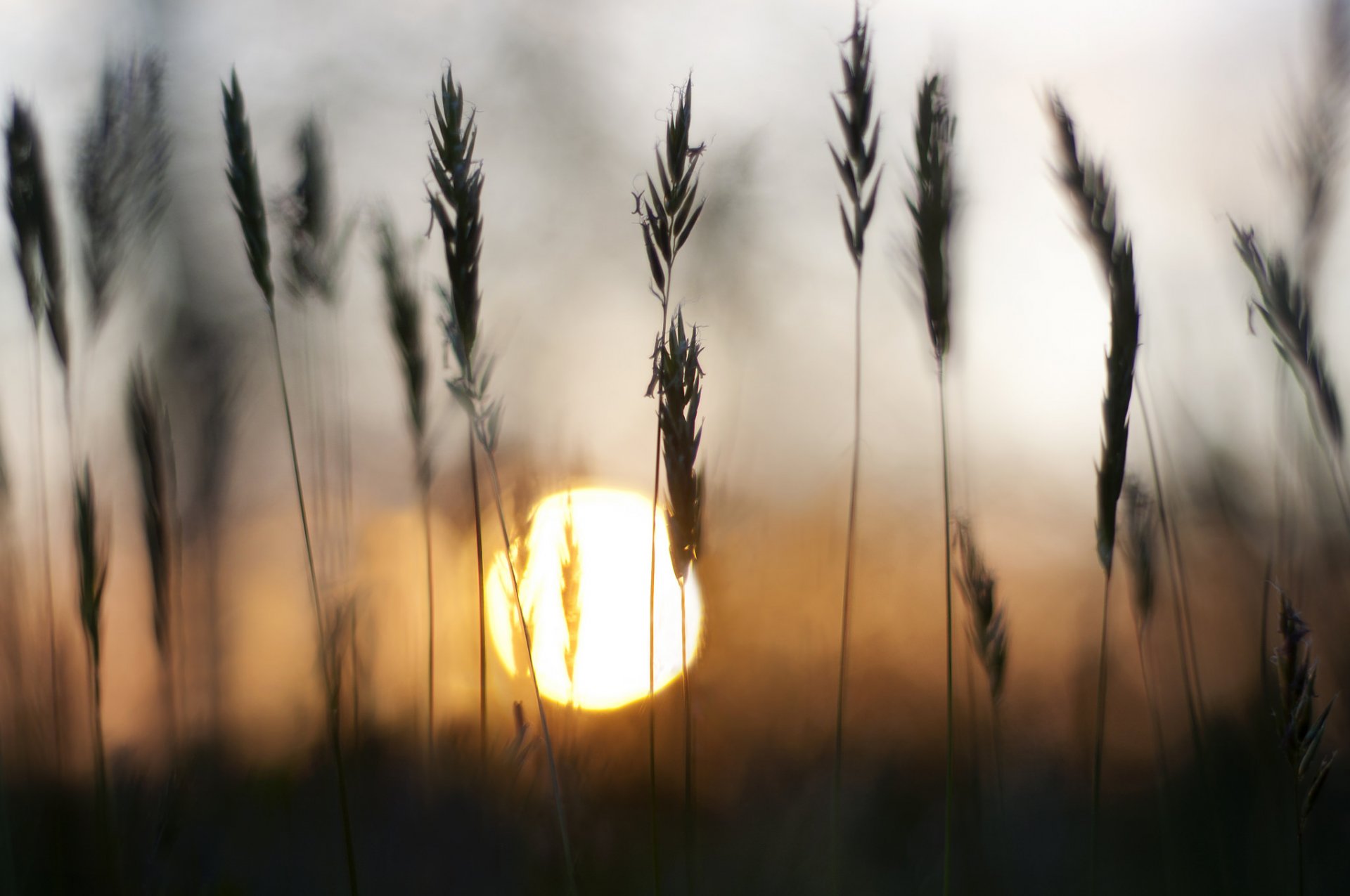 grass spikes sun sunset