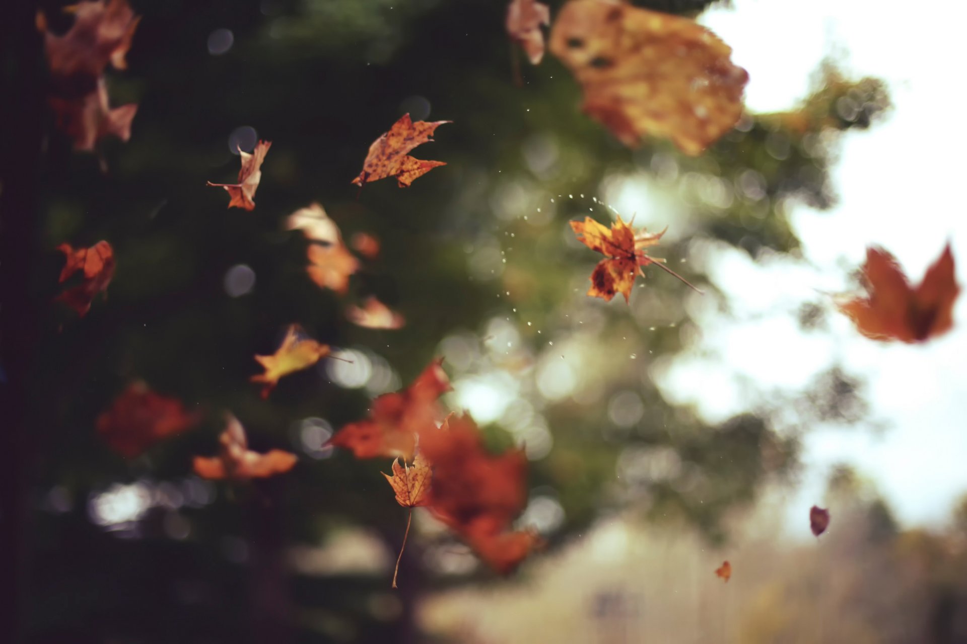 feuilles automne bokeh