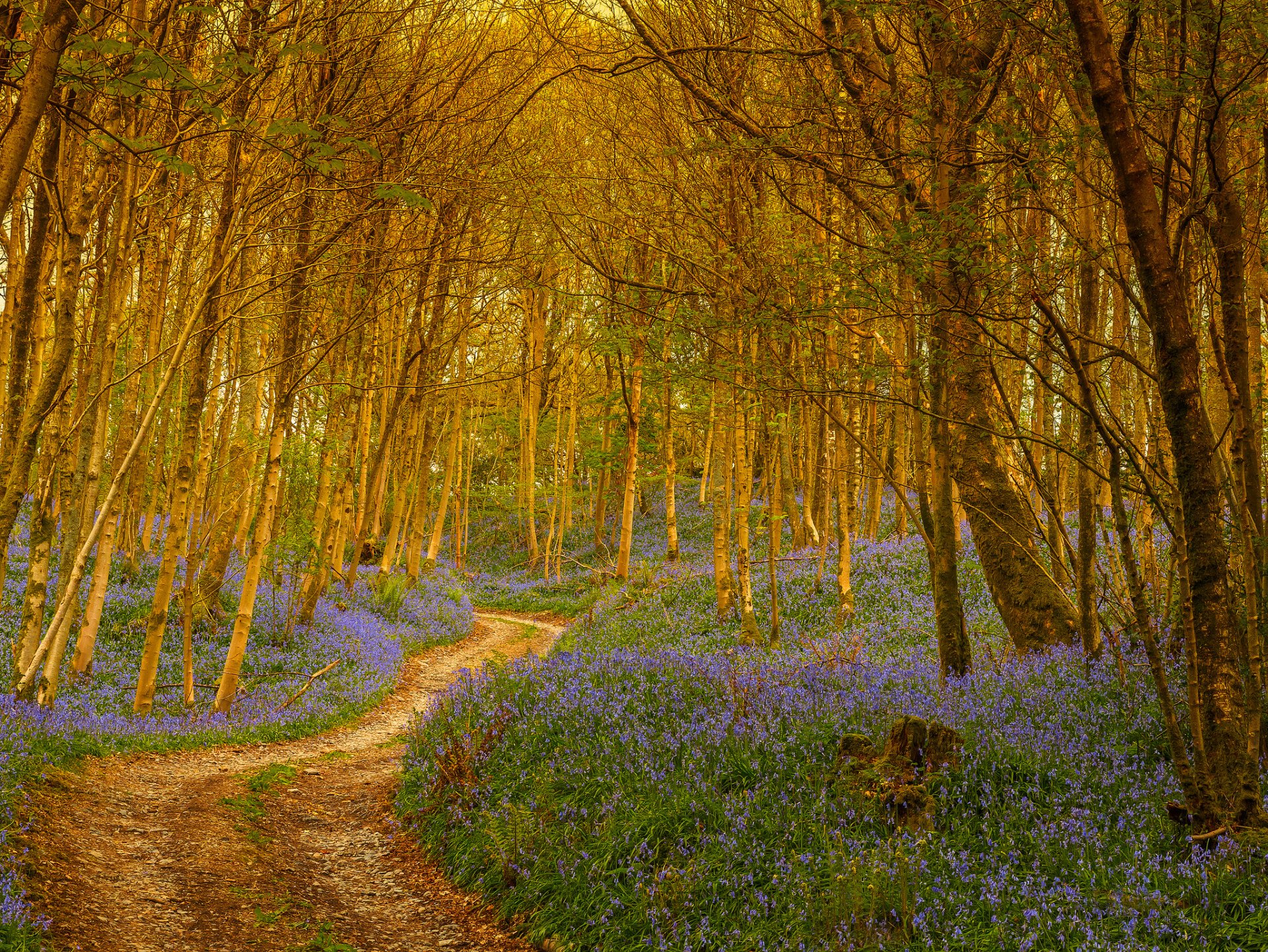 forêt arbres sentier fleurs