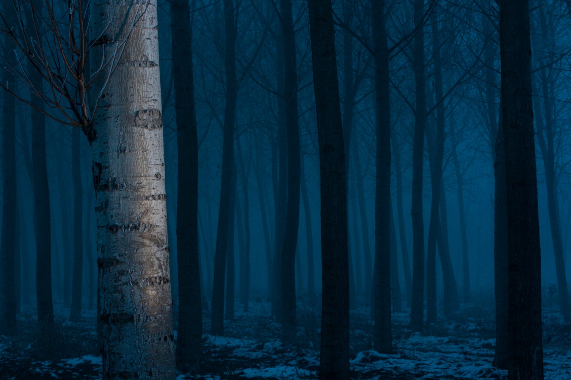 bosque árboles nieve