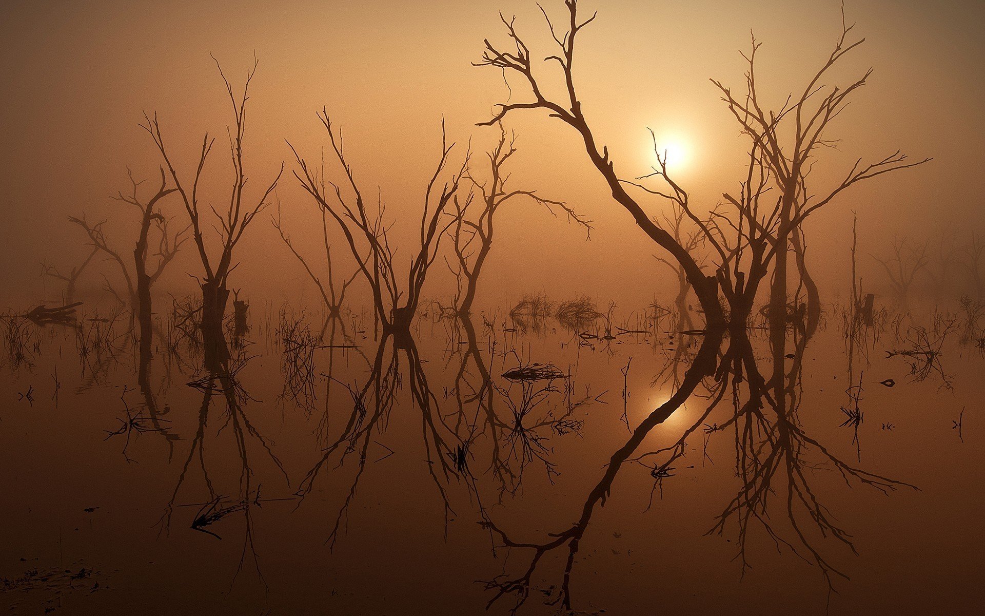 abend see bäume sonne nebel natur foto