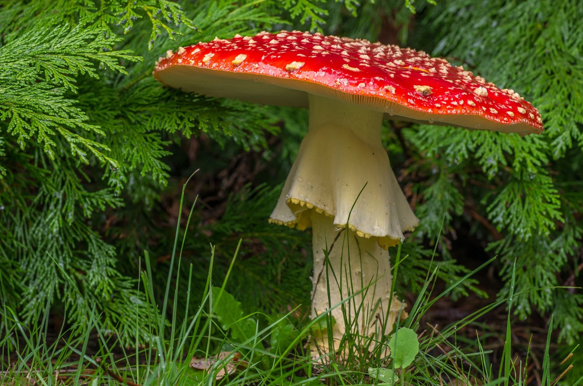 mushroom amanita grebe forest close up