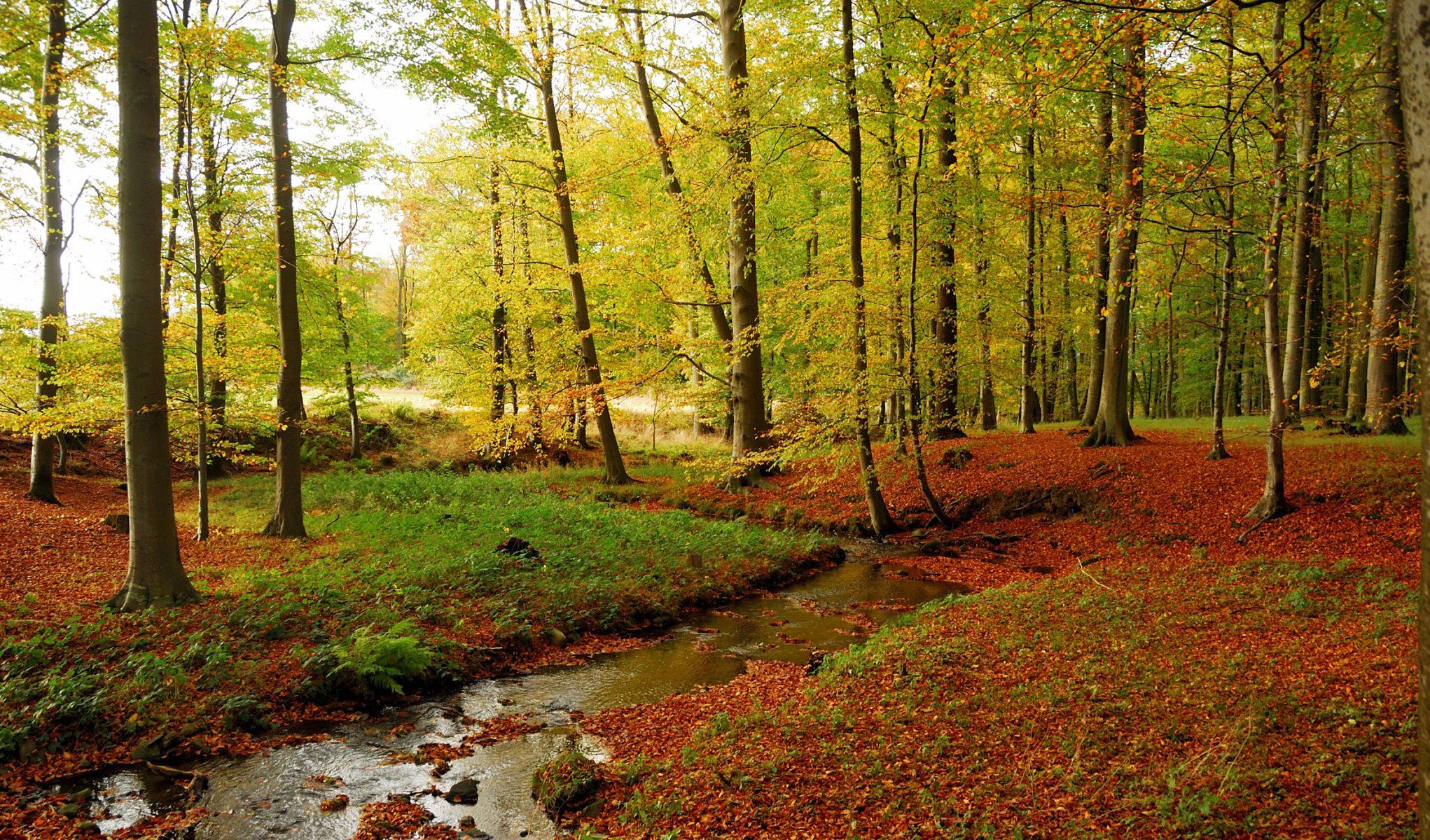 forest autumn creek tree grass leaves stone