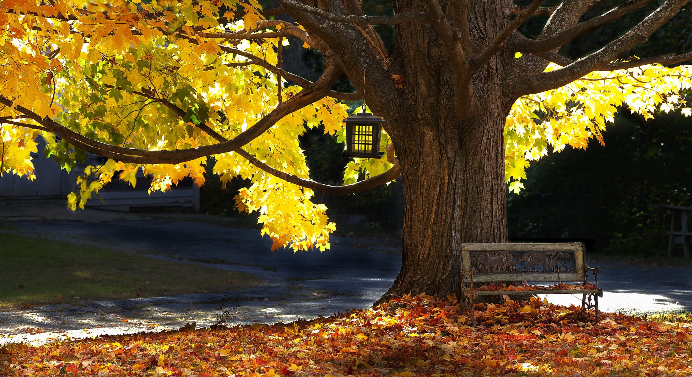 árbol banco otoño