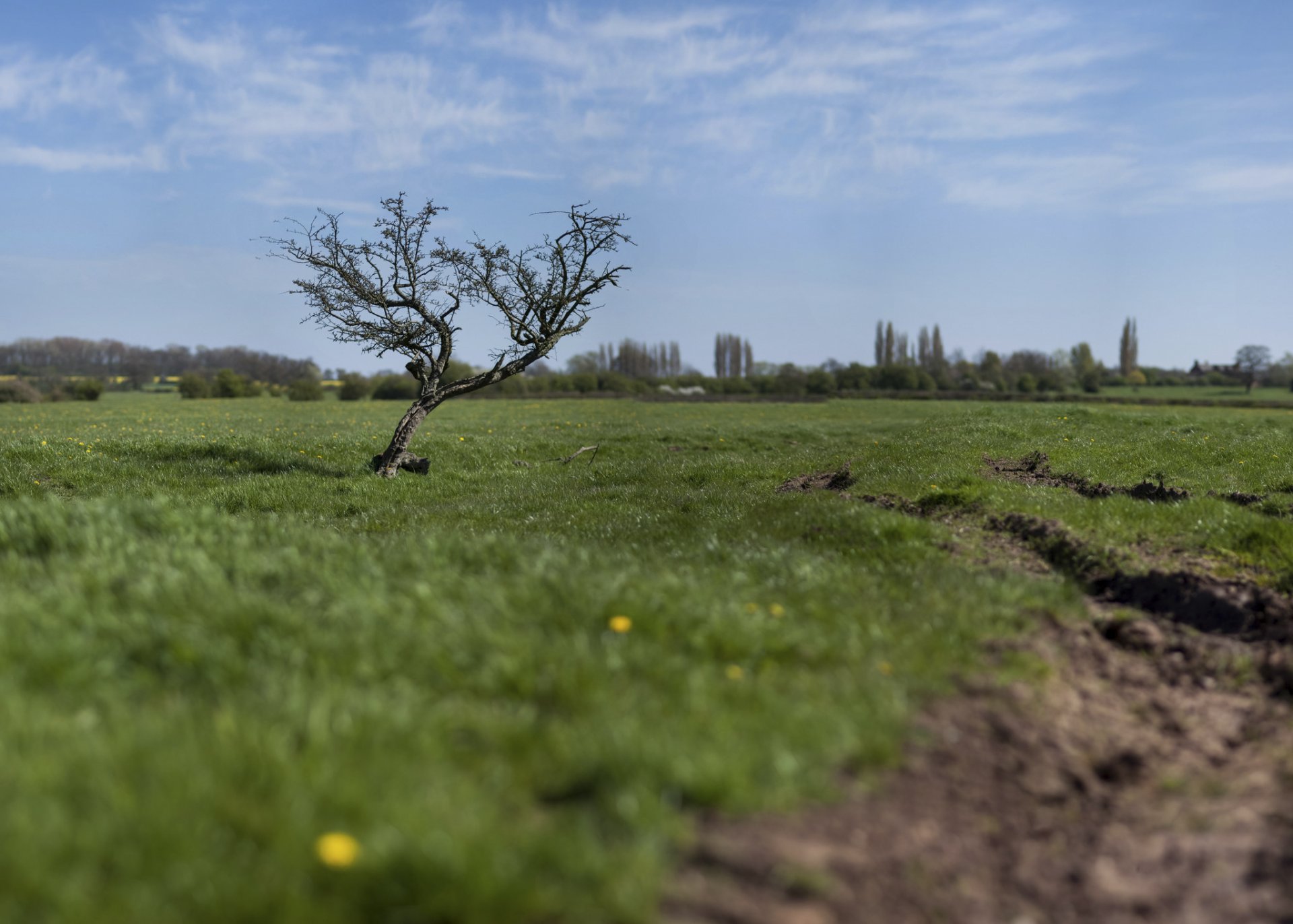 tilt-shift effect tree the field