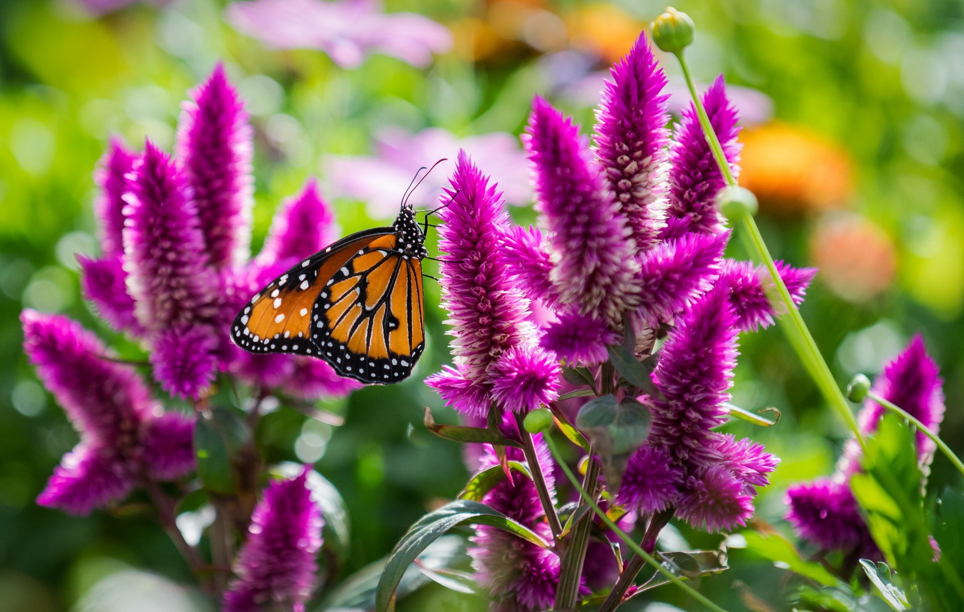 schmetterling blumen makro