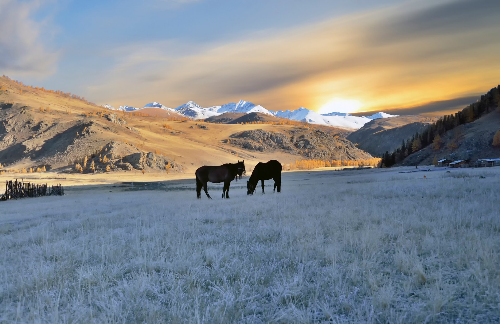 altai pferde herbst