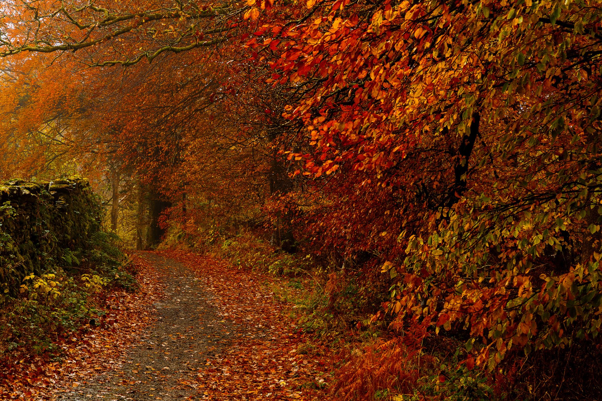 parque árboles camino hojas otoño