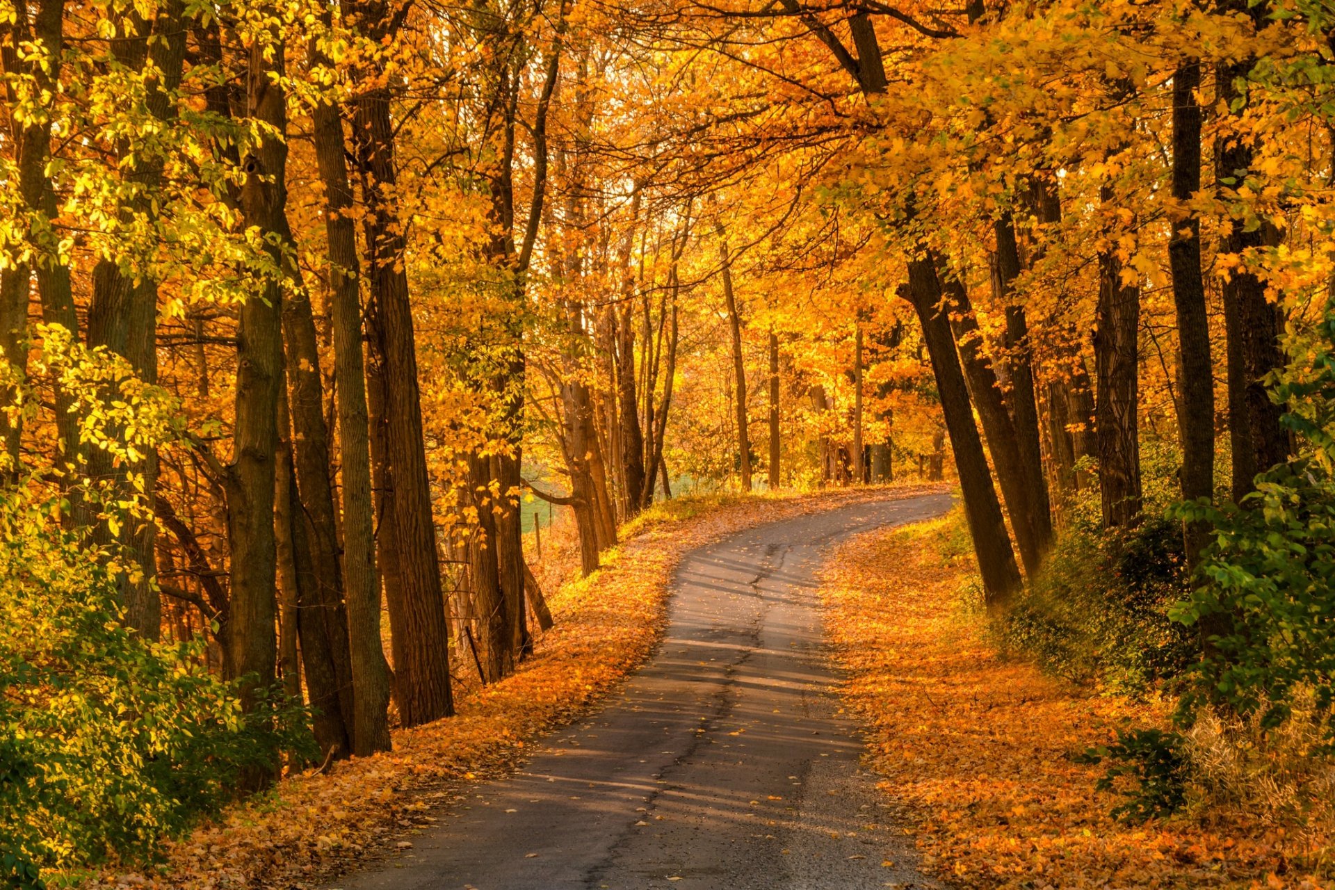 nature forêt parc arbres feuilles coloré route automne automne couleurs promenade