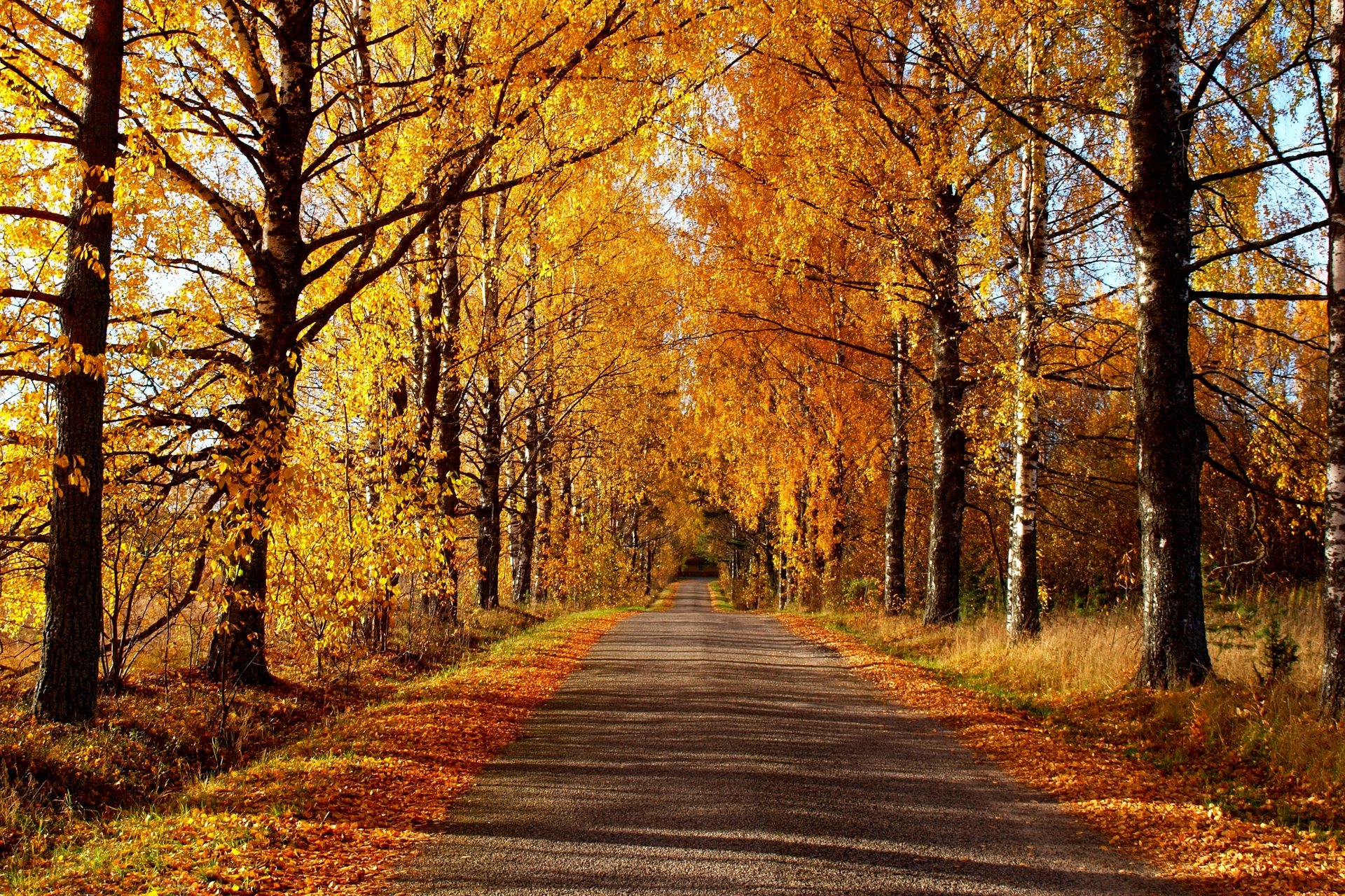 natura foresta parco alberi foglie colorato strada autunno caduta colori passeggiata