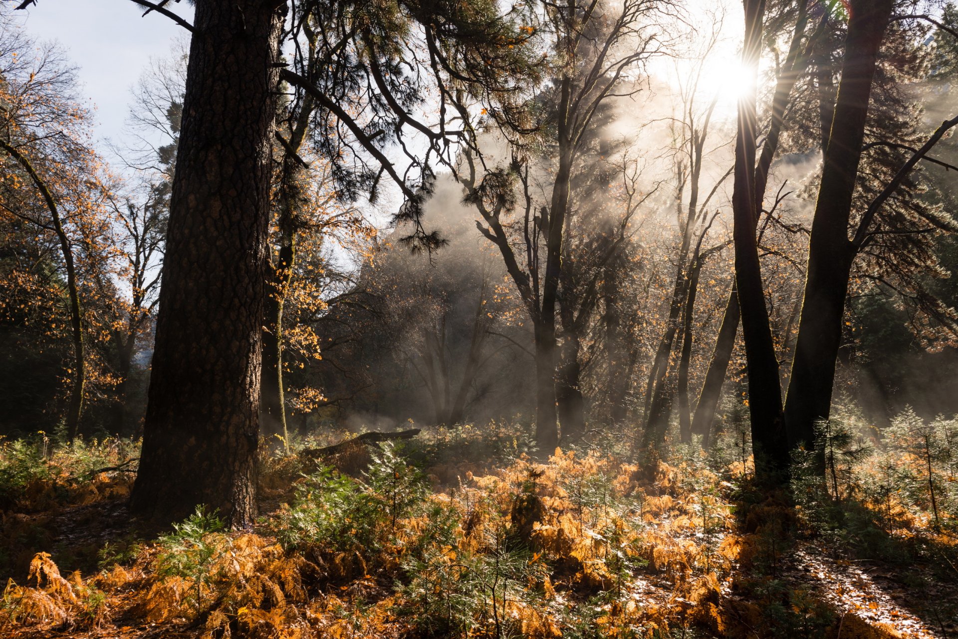 wald herbst natur