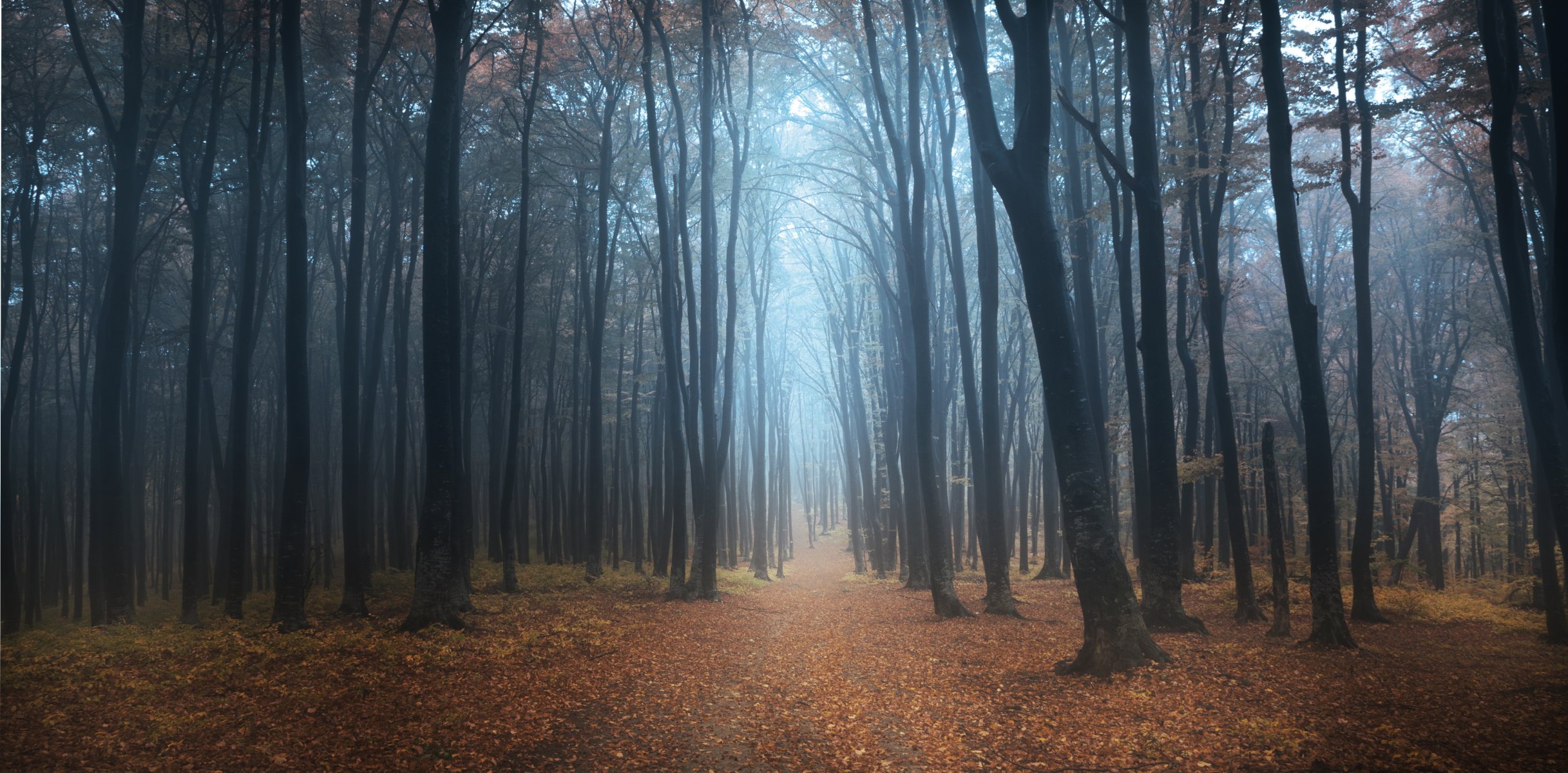 wald gehweg nebel bäume morgen