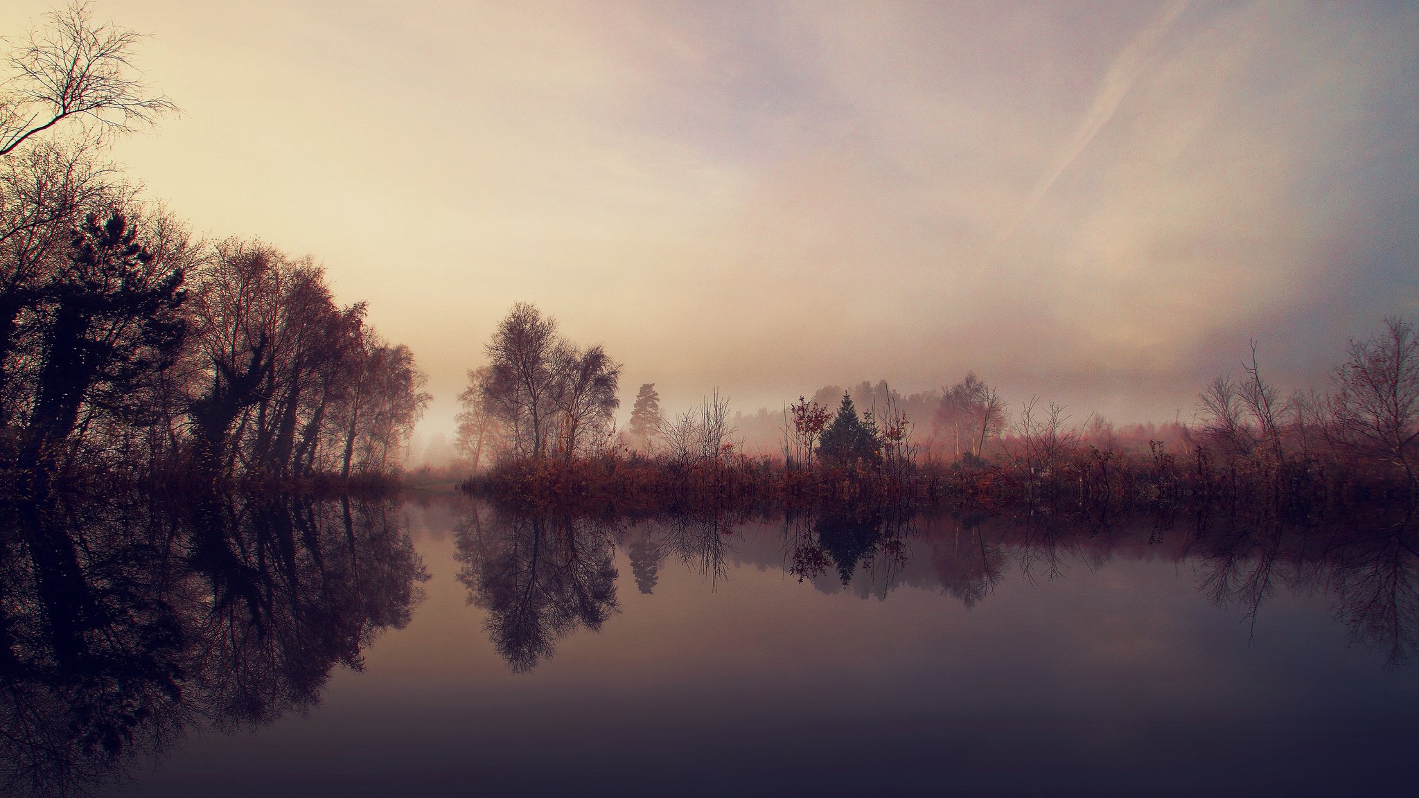 tree bush lake morning fog