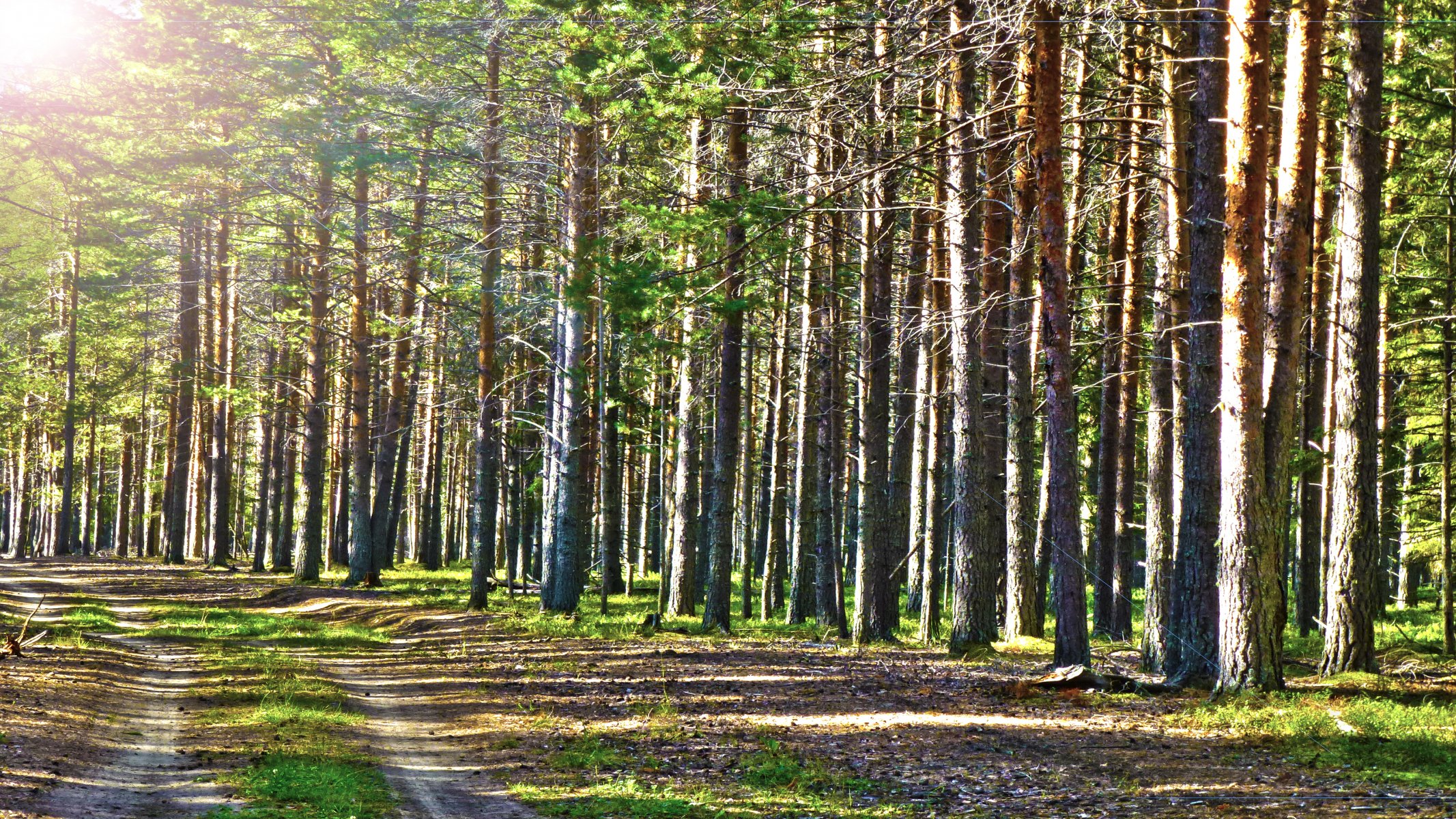 sommer wald sonne kiefer schön straße