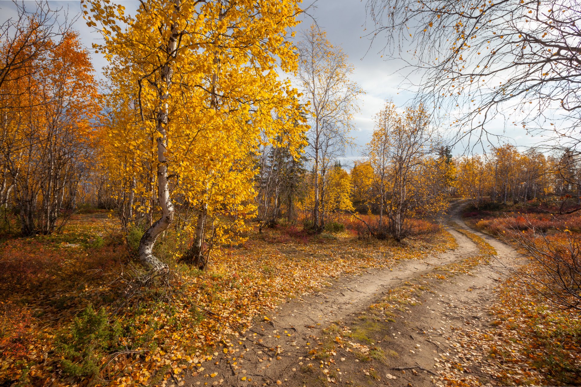 otoño bosque camino naturaleza paisaje