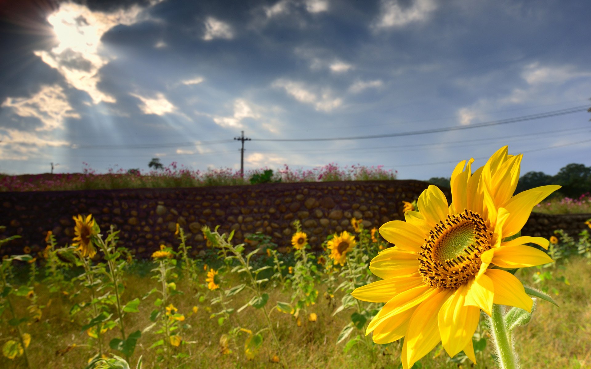 verano girasol foco vegetación cerca mampostería nubes rayos del sol