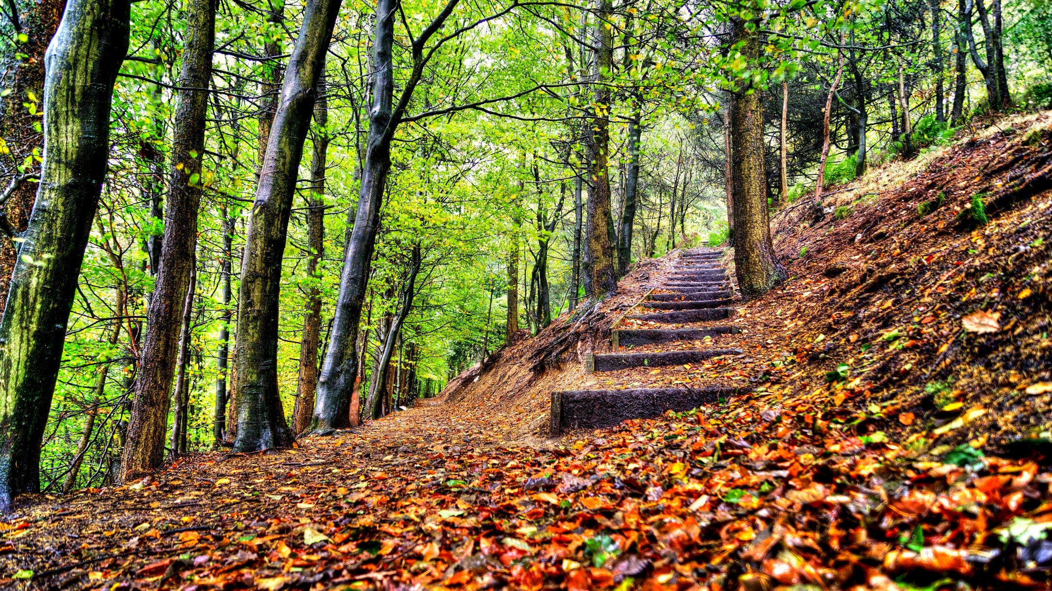 liście drzewa las park kroki jesień spacer hdr natura