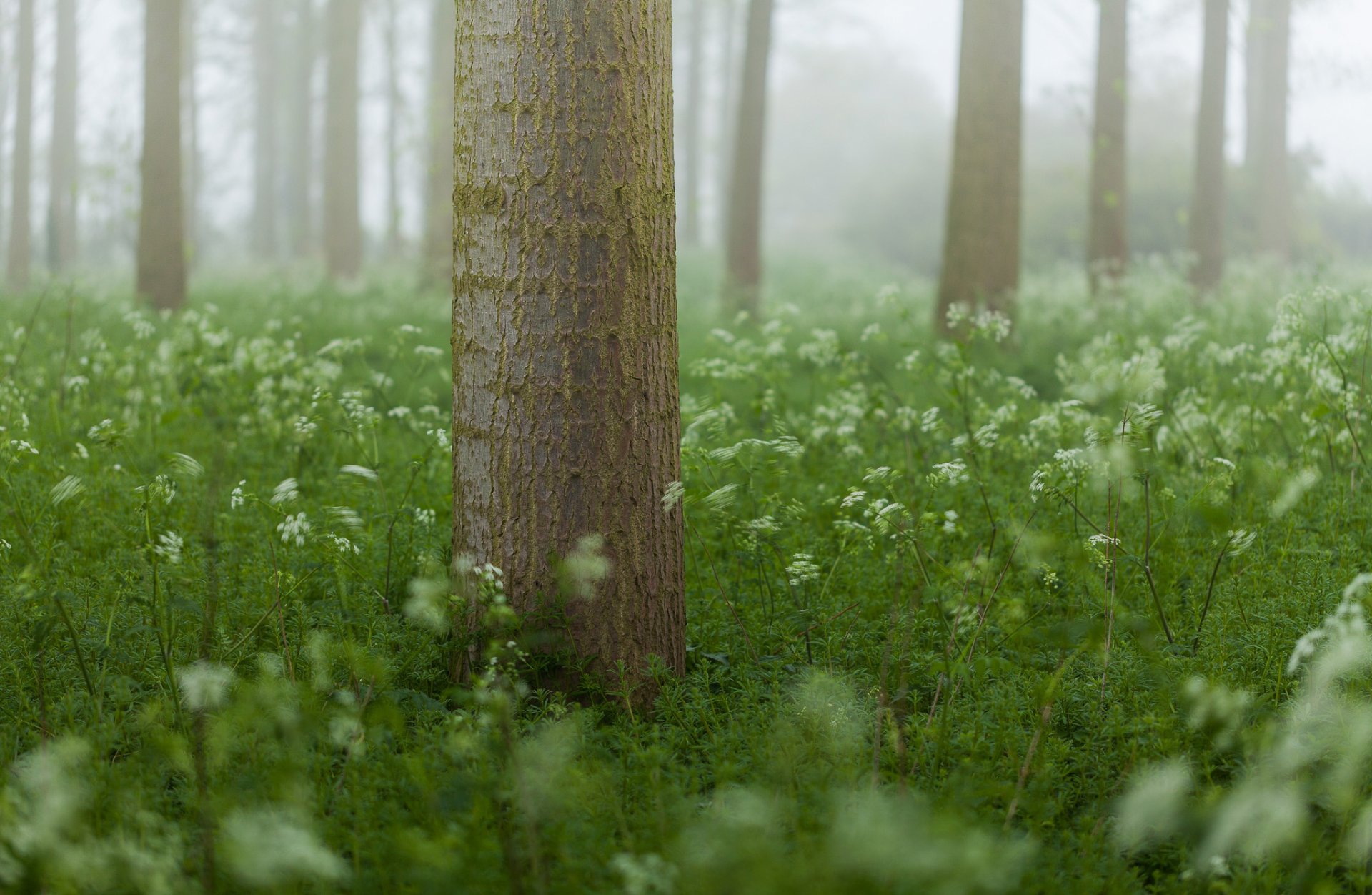 foresta albero erba