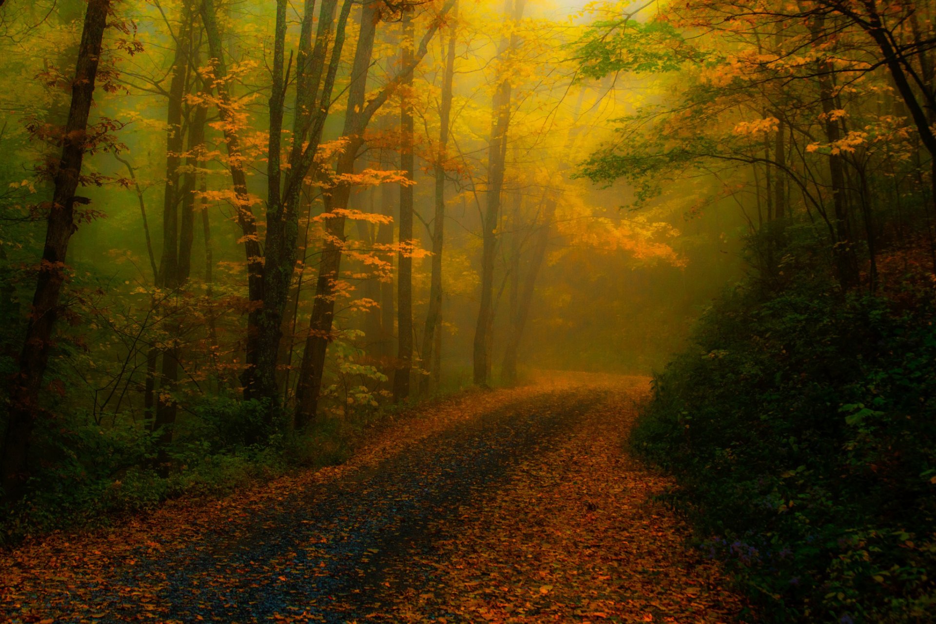 united states north carolina forest fog road tree foliage autumn nature processing