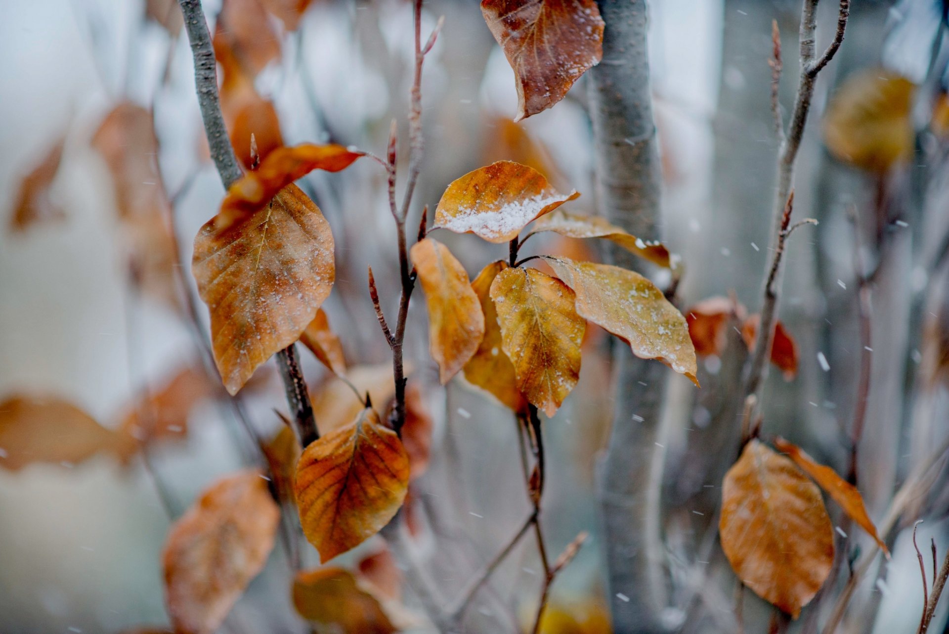 arbre branches feuilles automne jaune neige