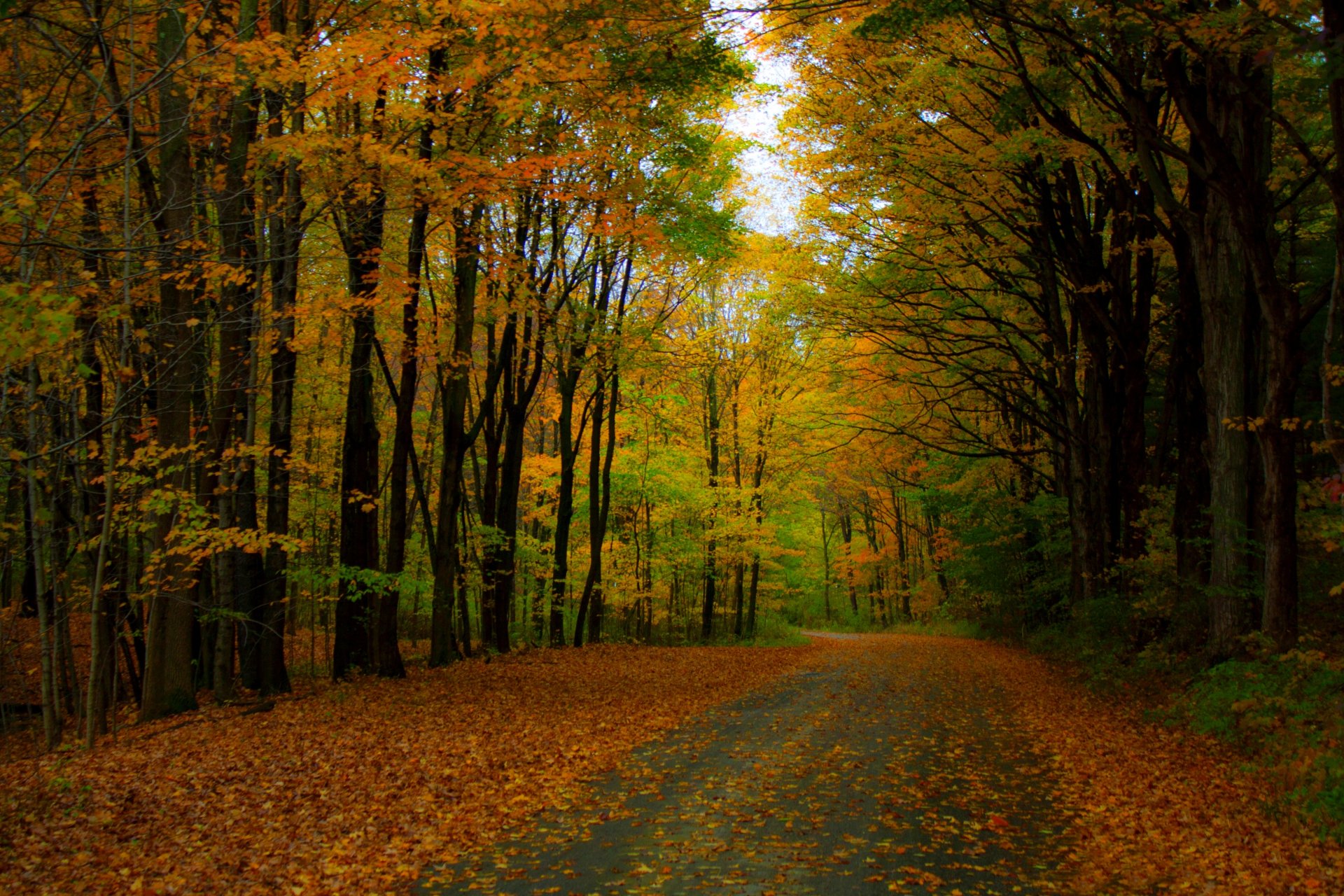 natur wald park bäume blätter bunt straße herbst herbst farben zu fuß