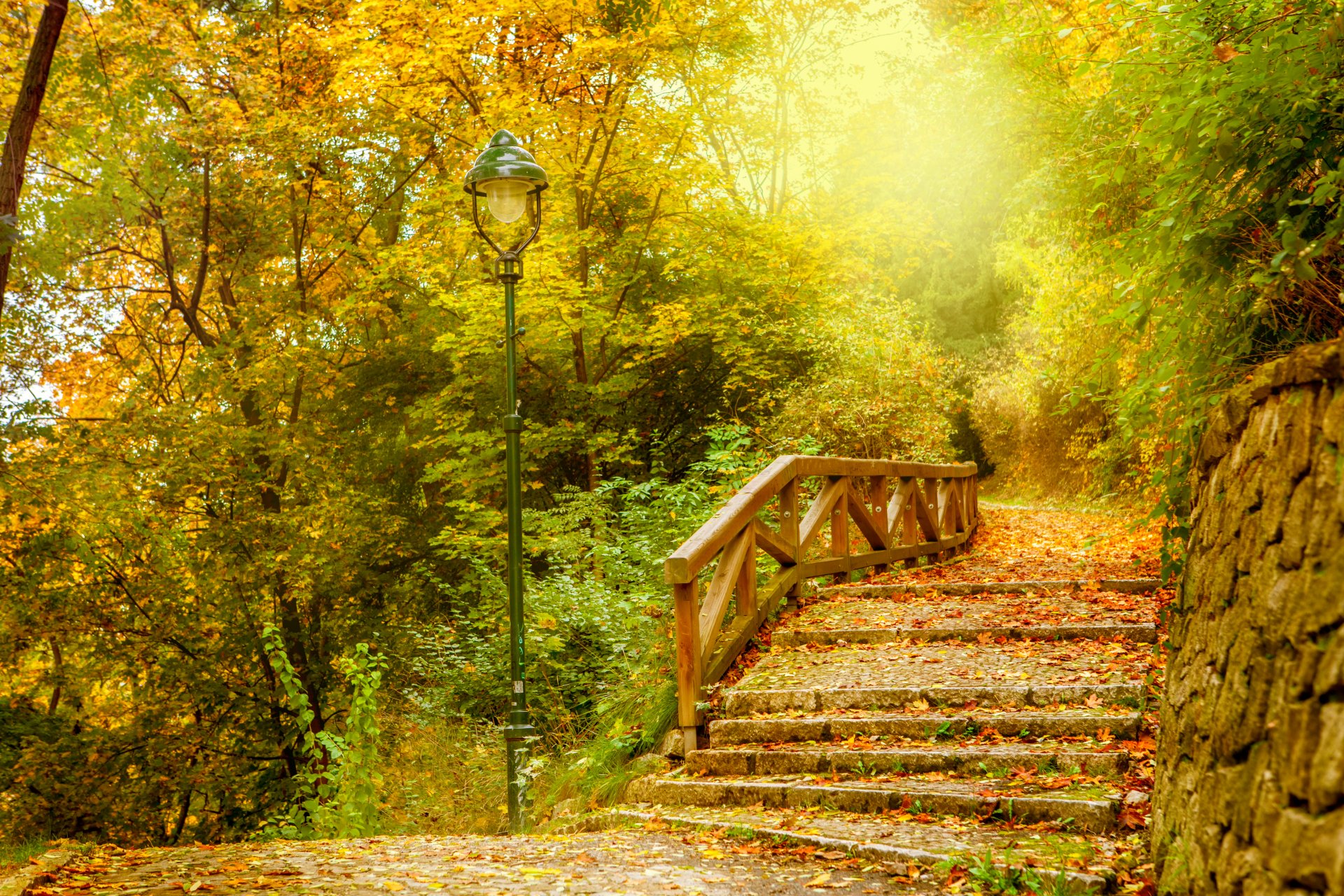 automne feuilles parc forêt