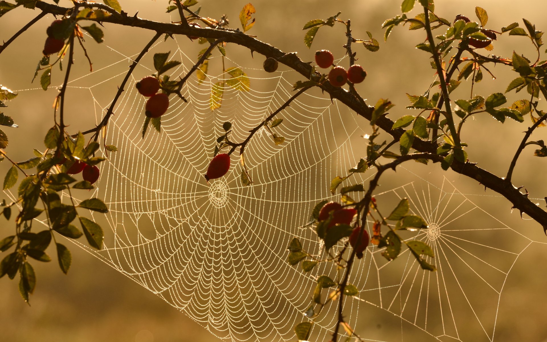 hagebutte spinnennetz natur