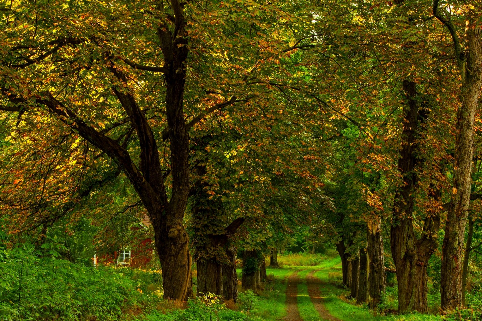 nature forêt parc arbres feuilles coloré route automne automne couleurs marche herbe maison