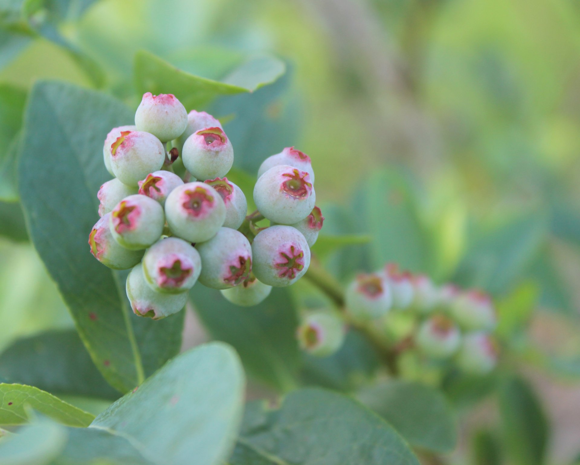 blaubeeren beeren makro