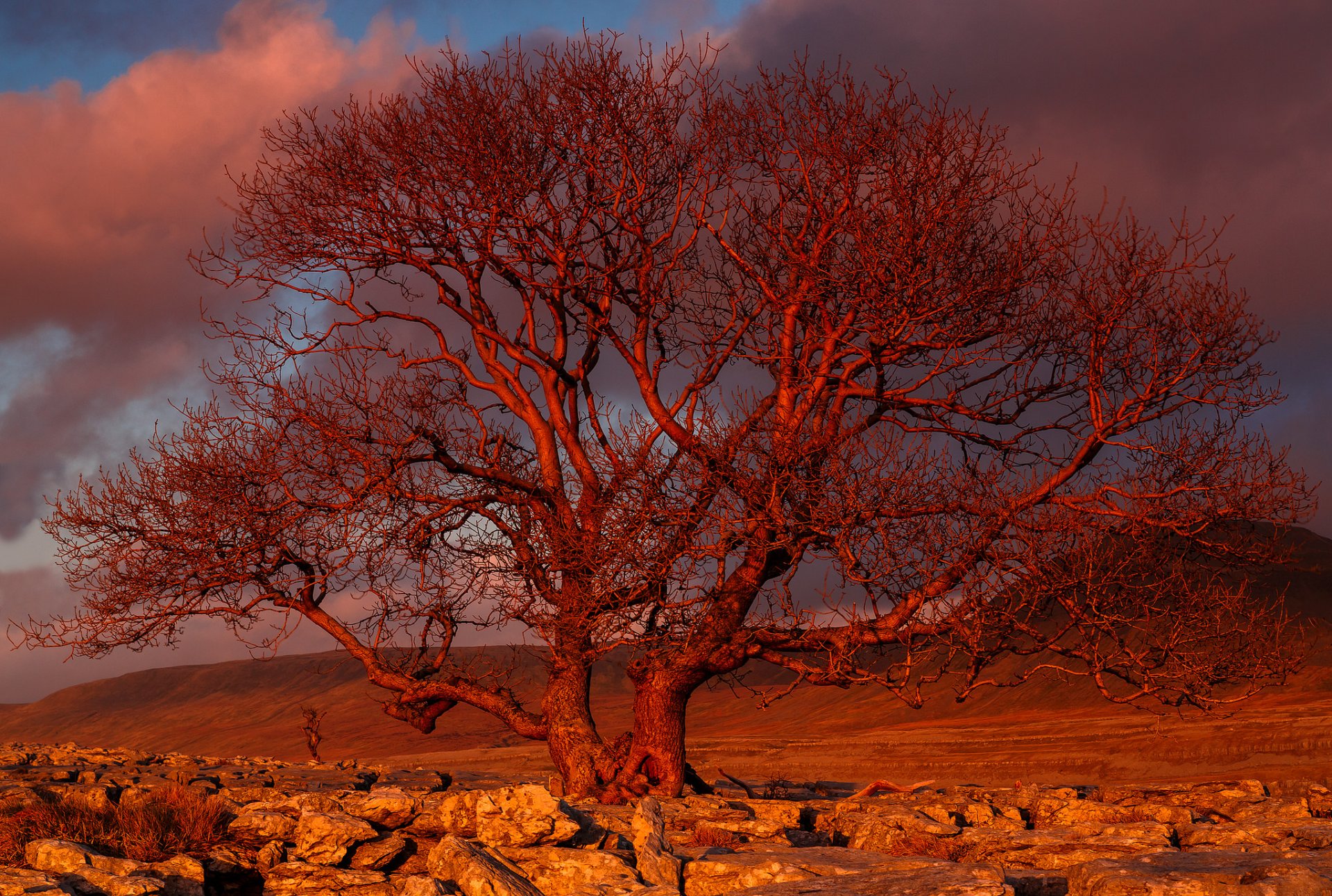 árbol de la puesta del sol puesta del sol árbol