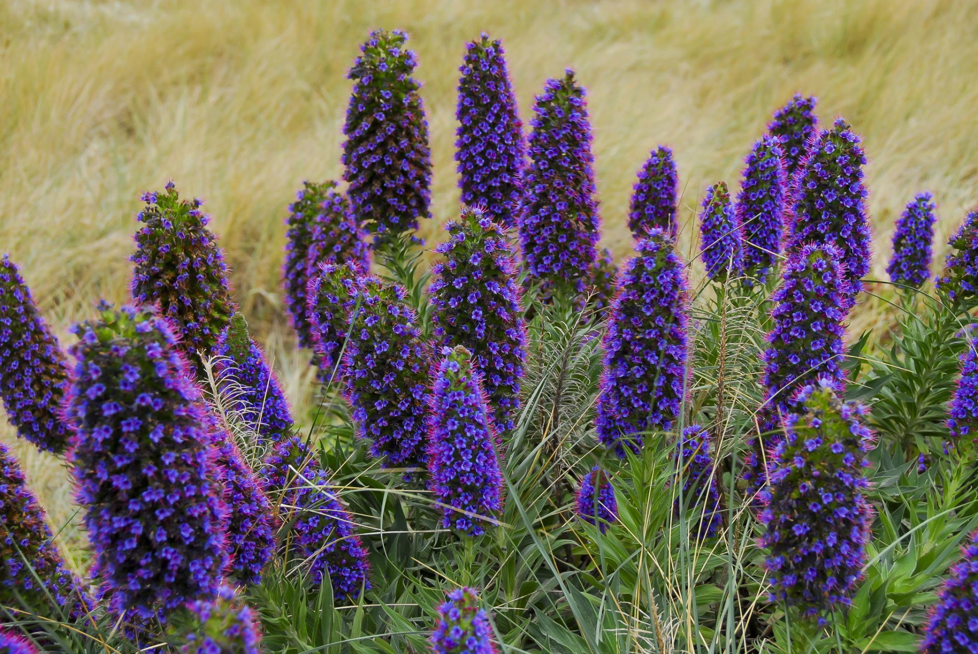 flower purple spring