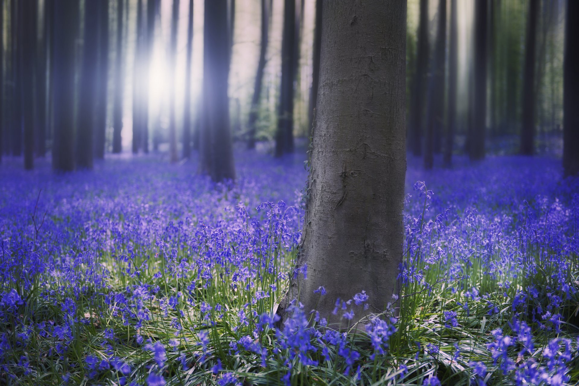 frühling wald bäume blumen blau glocken morgen sonne sonnenaufgang