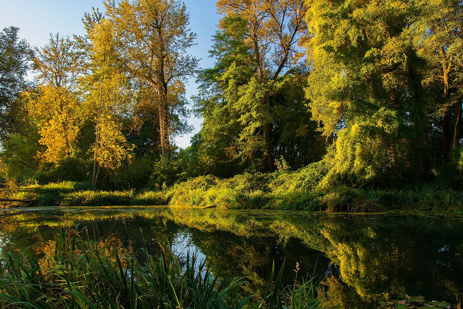 ciel forêt arbres rivière paysage