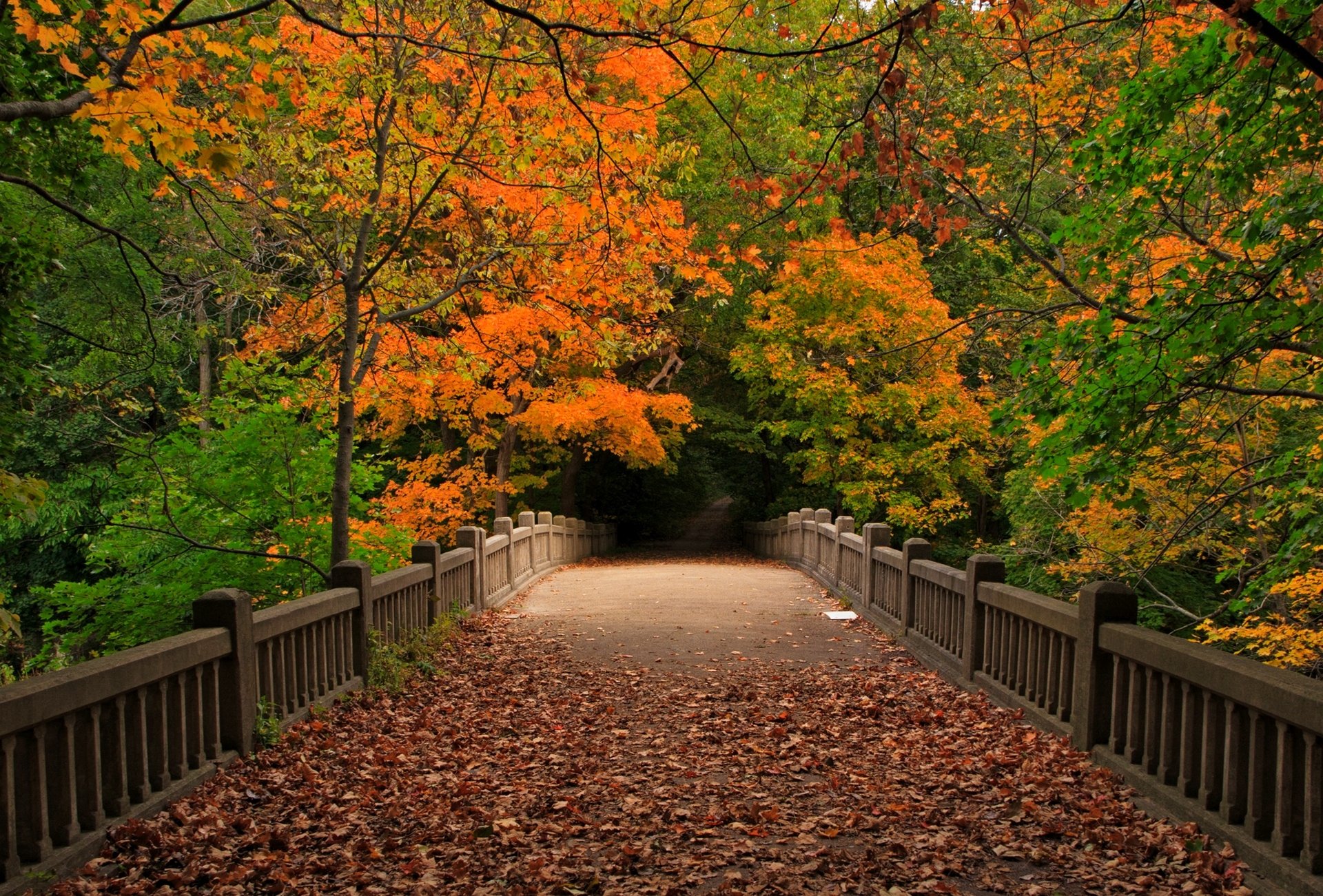 liście park drzewa las jesień spacer natura widok upadek most widok