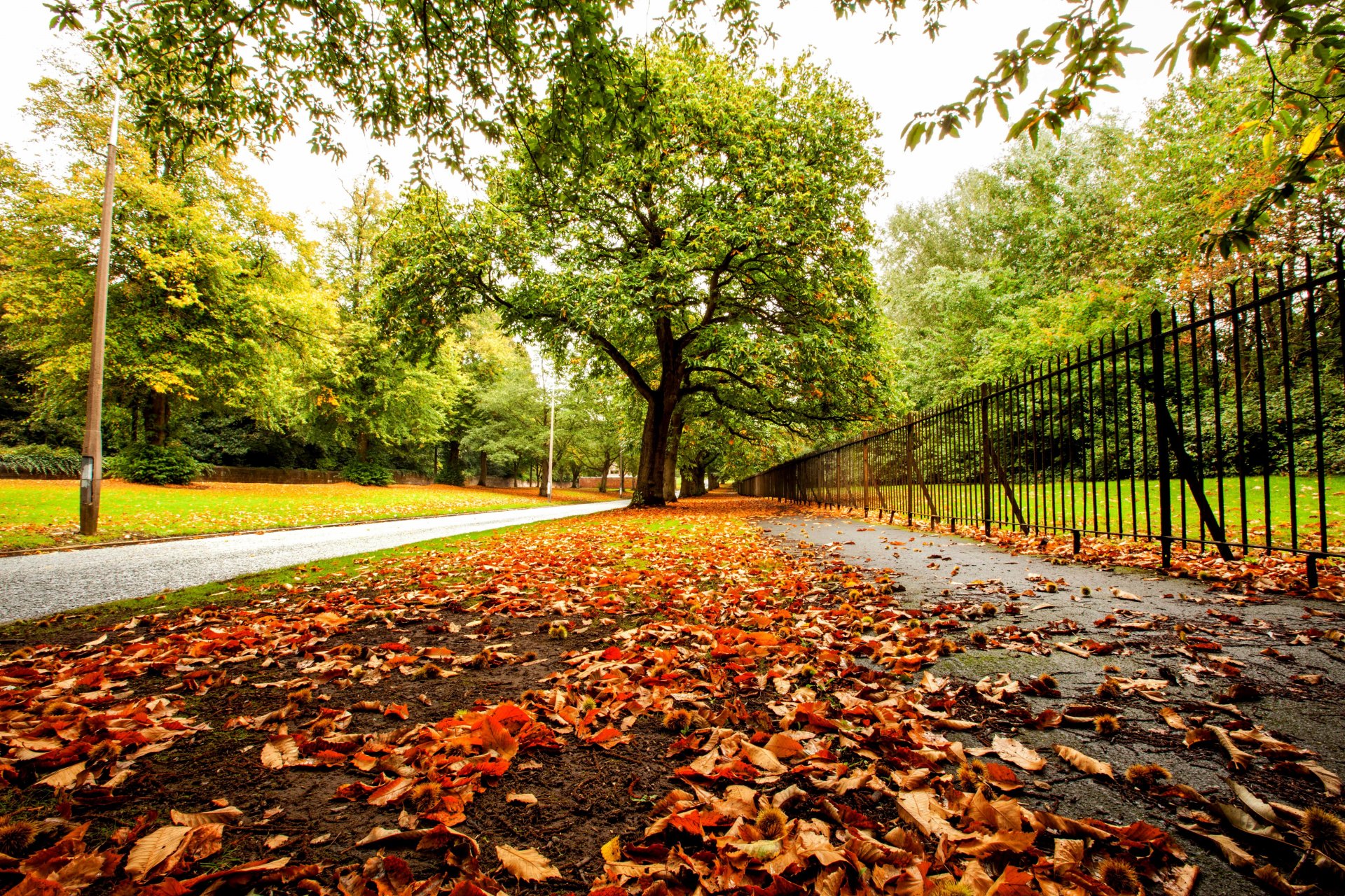 natura foresta parco alberi foglie colorato strada autunno caduta colori passeggiata