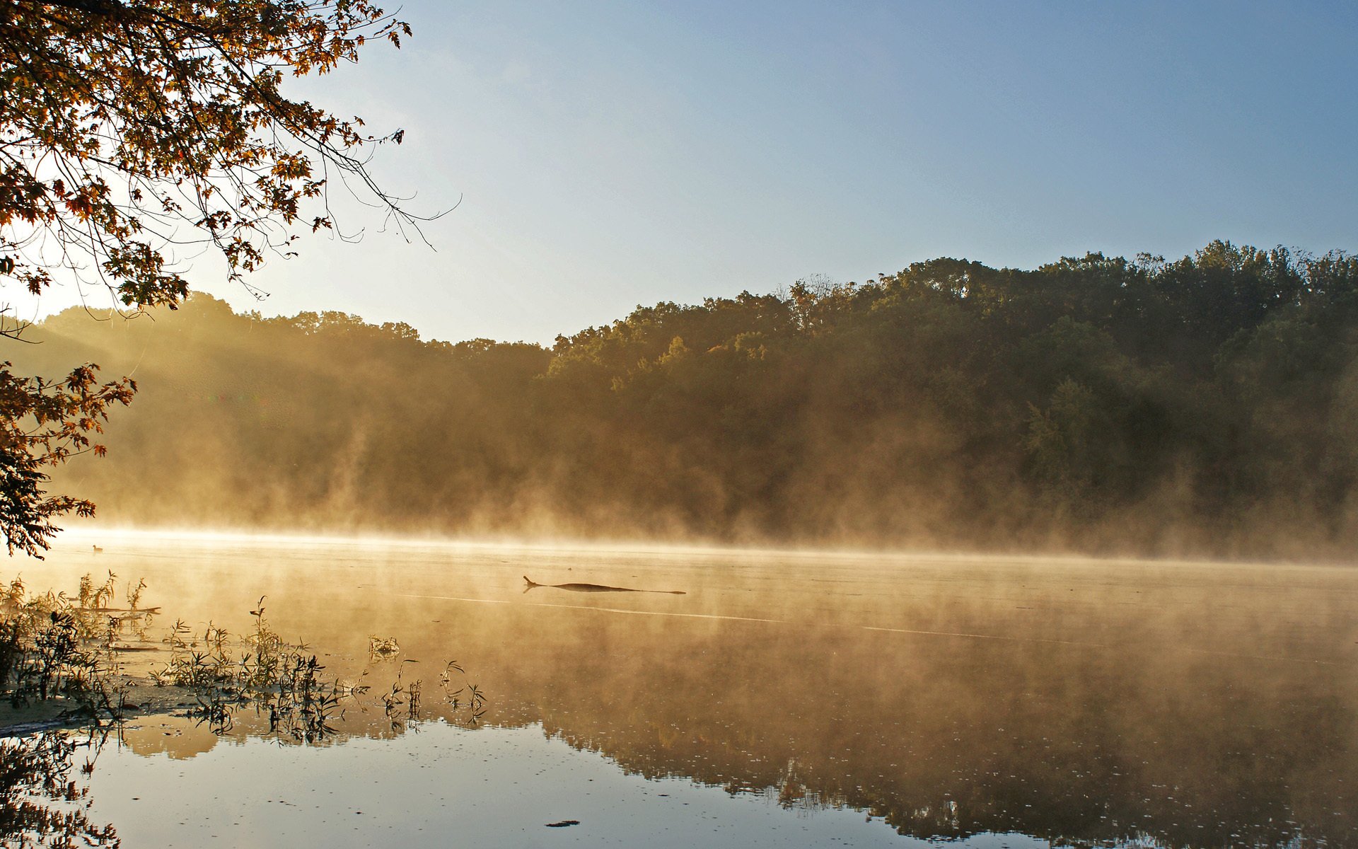 see morgen nebel baumstamm bäume