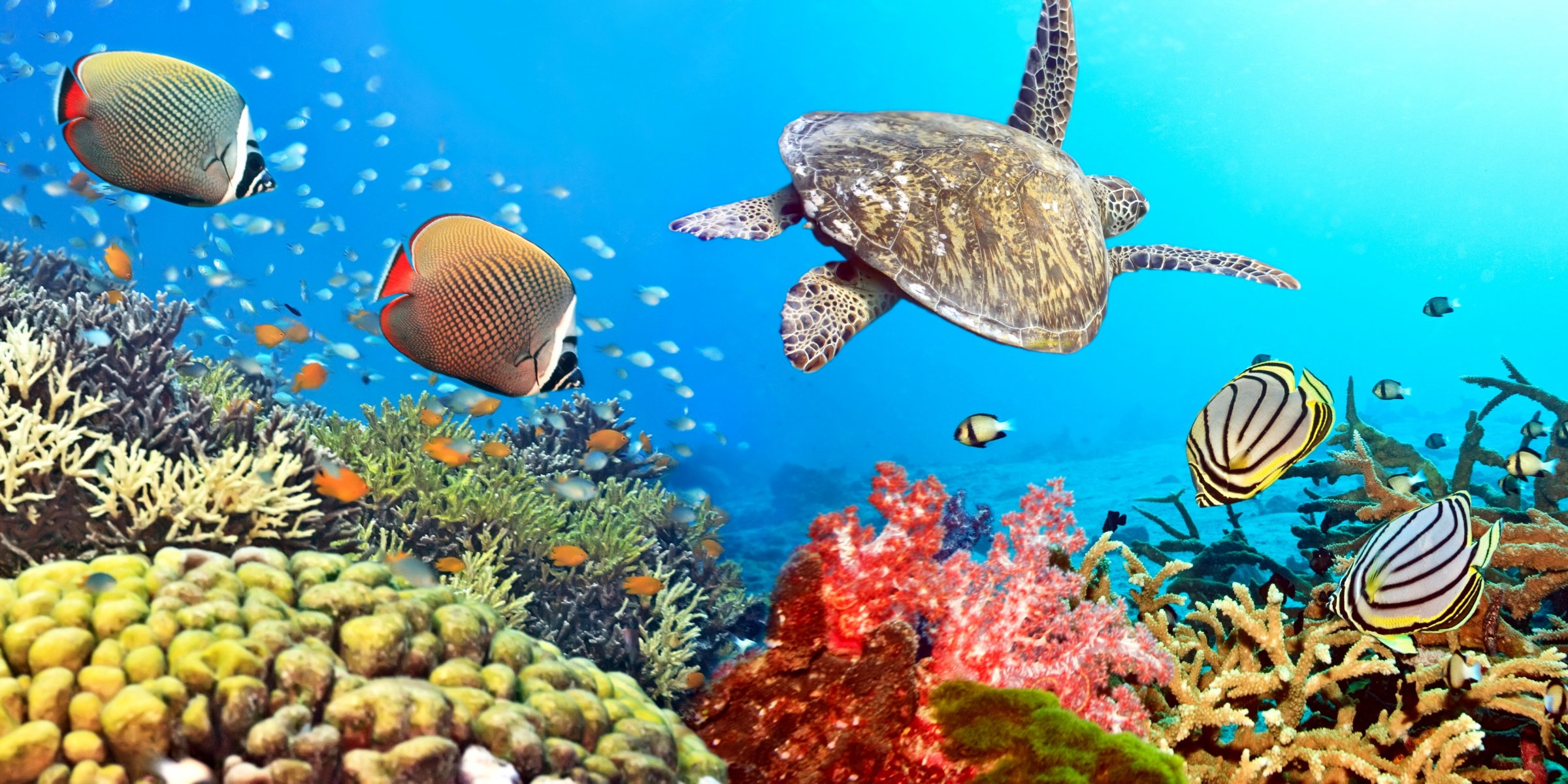 tropical coral reef water ocean underwater world coral reef fish turtle