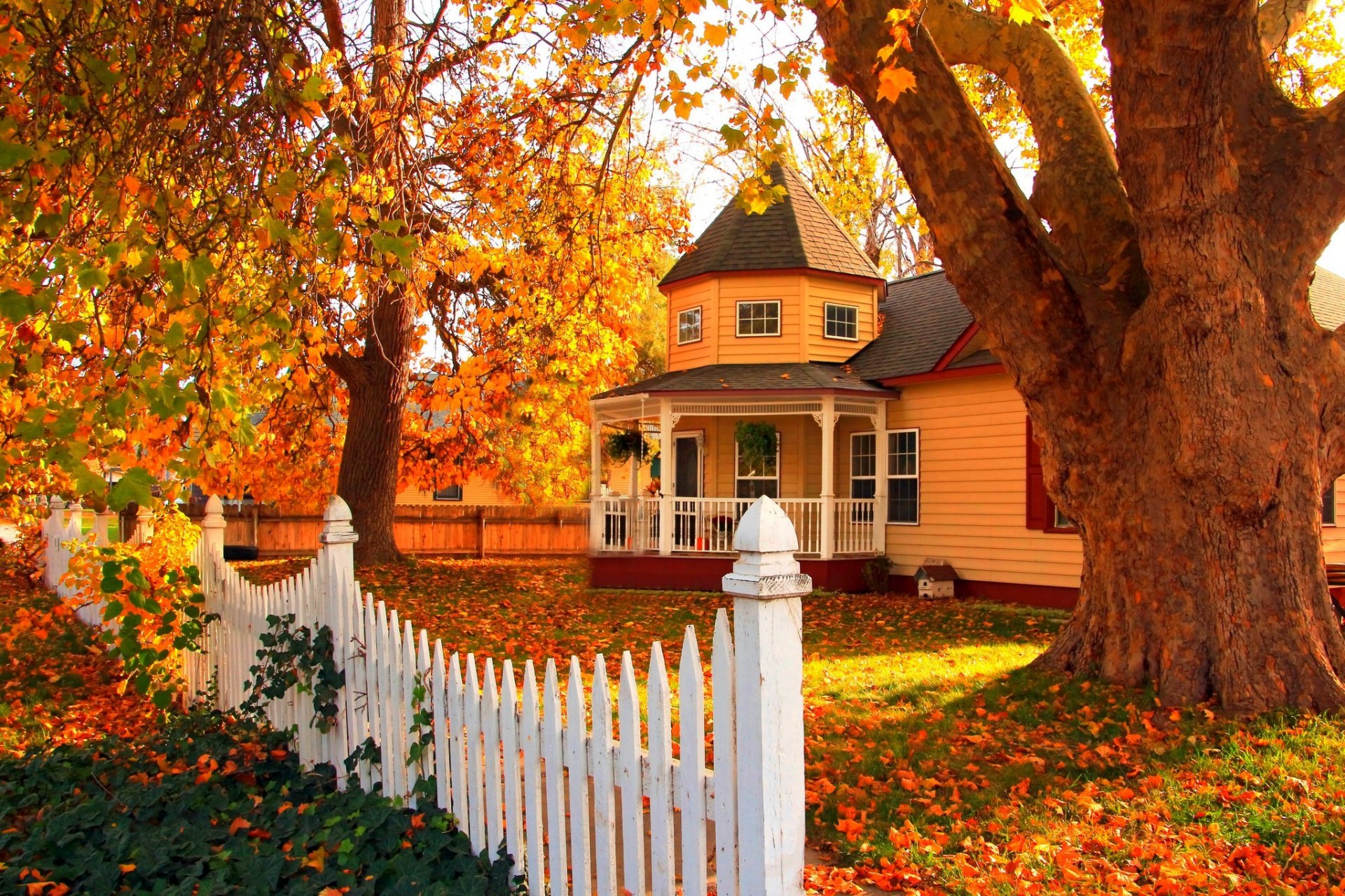 nature forest park trees leaves colorful road autumn fall colors walk grass house