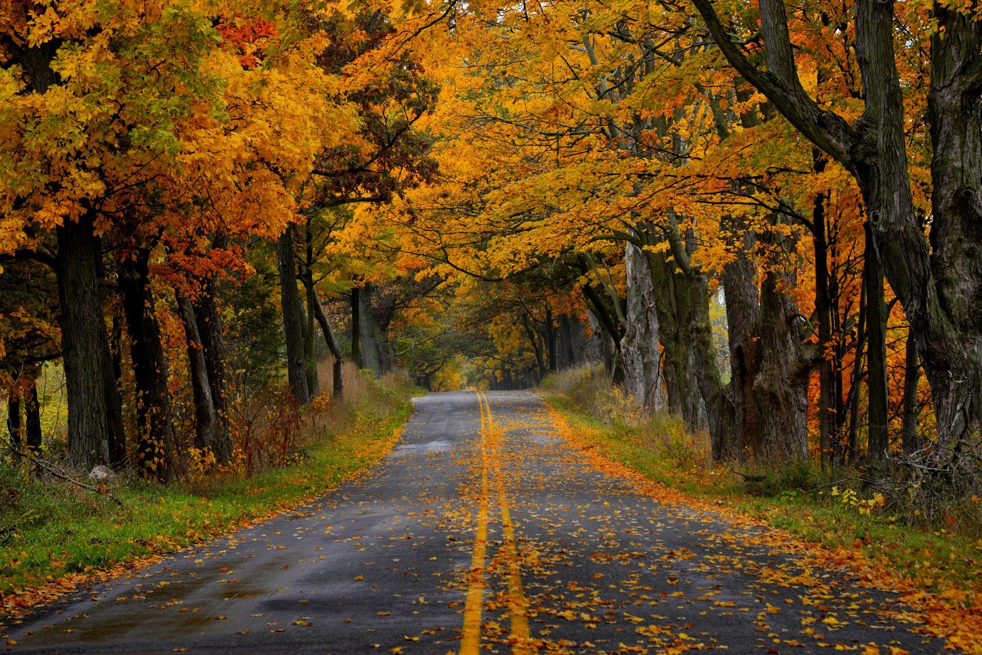 natura foresta parco alberi foglie colorato strada autunno caduta colori passeggiata