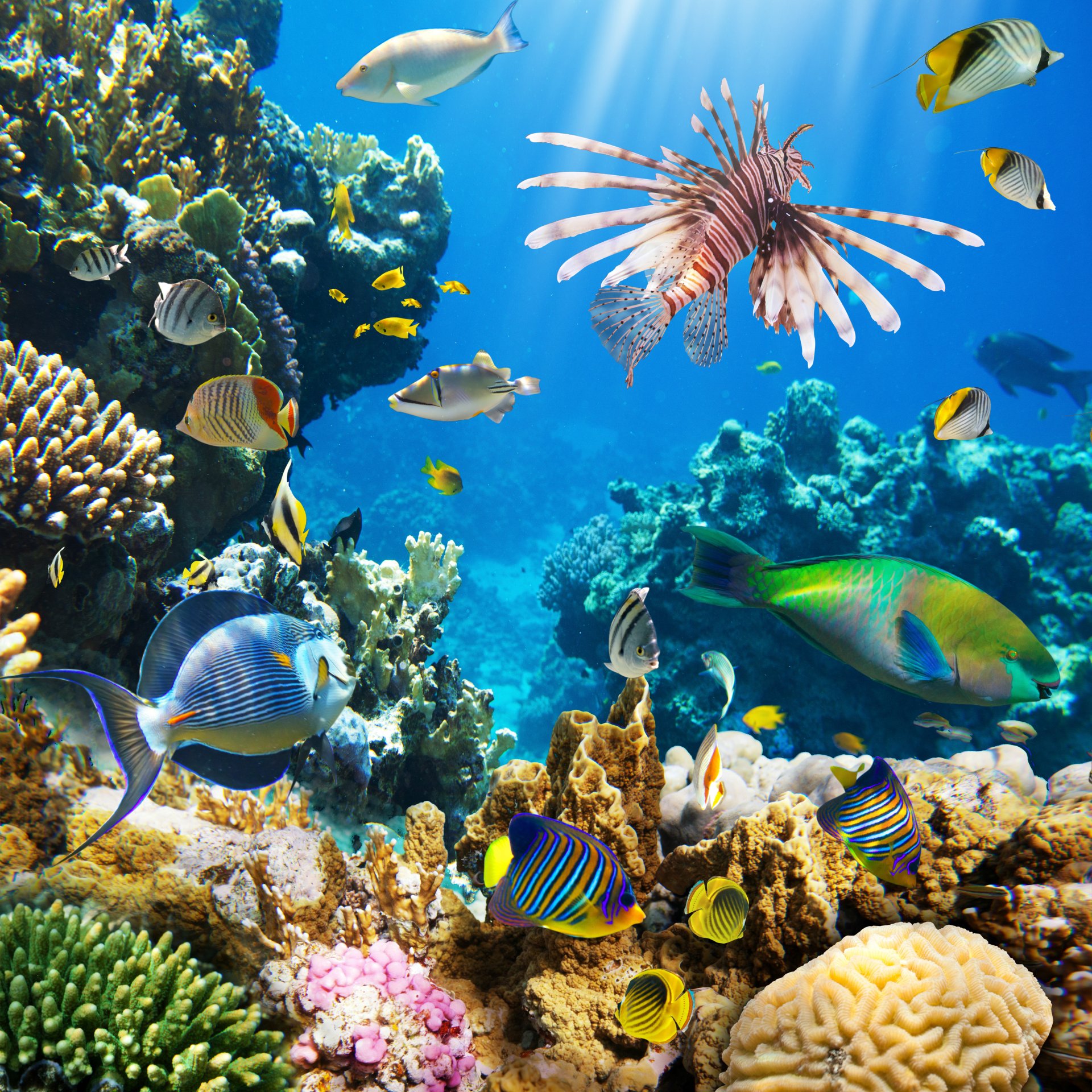 tropical coral reef water ocean underwater world coral reef fish