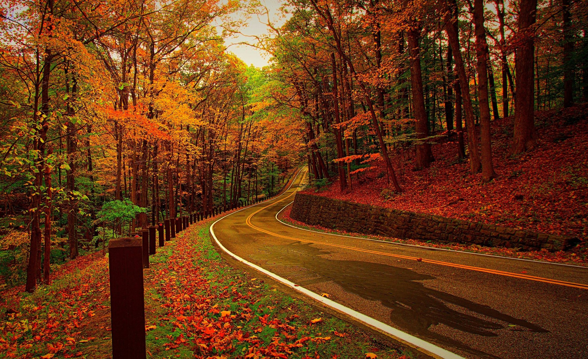 naturaleza bosque parque árboles hojas colorido camino otoño caída colores paseo